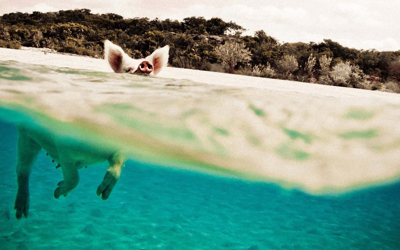 pig, animals, water, to swim, swim