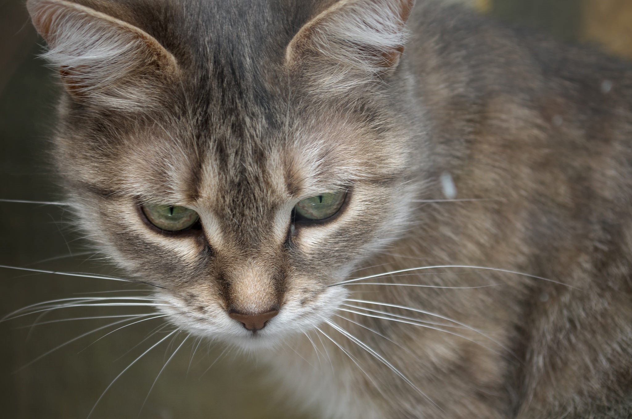 Laden Sie das Tiere, Katzen, Katze-Bild kostenlos auf Ihren PC-Desktop herunter