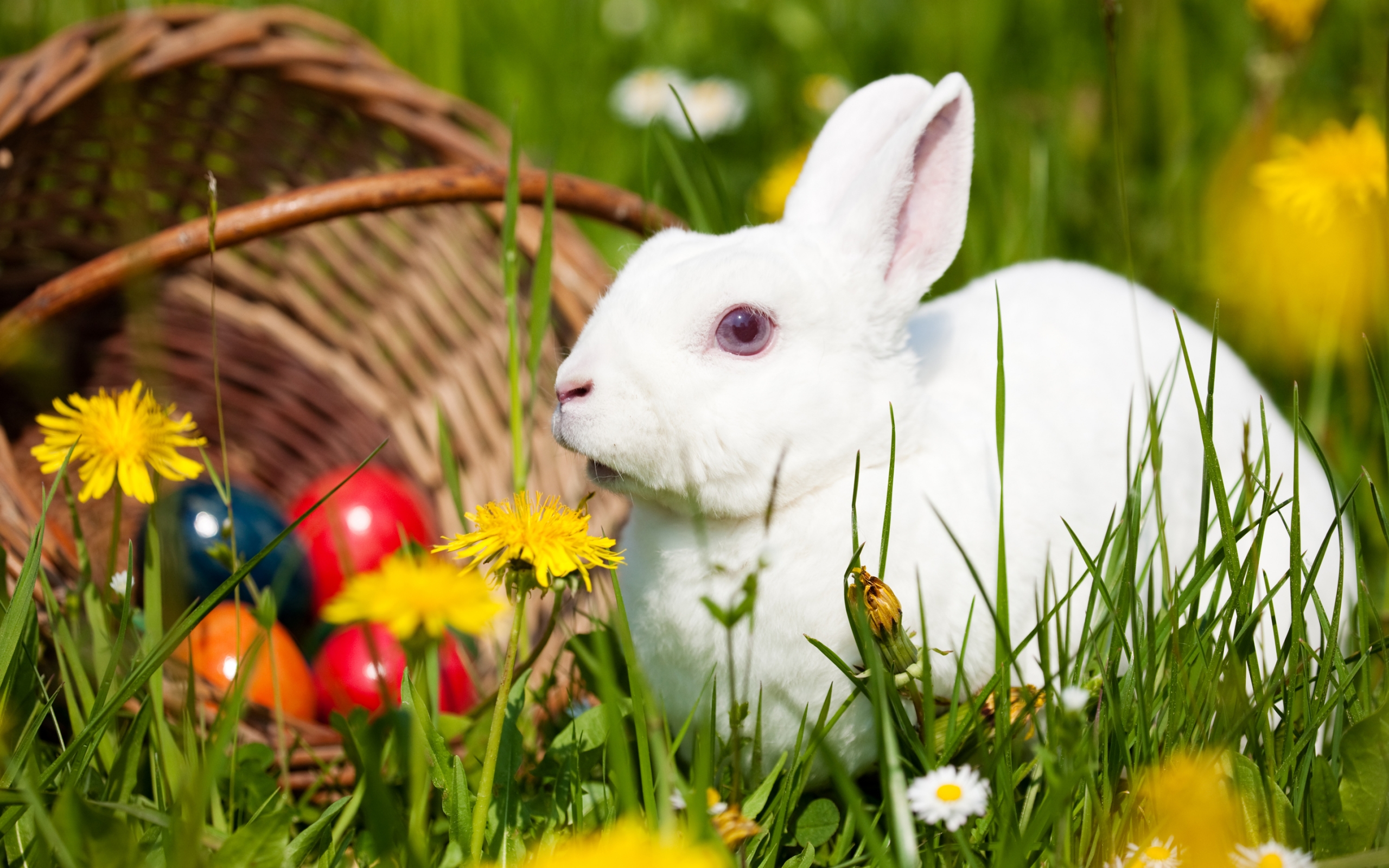 Download mobile wallpaper Animal, Rabbit for free.