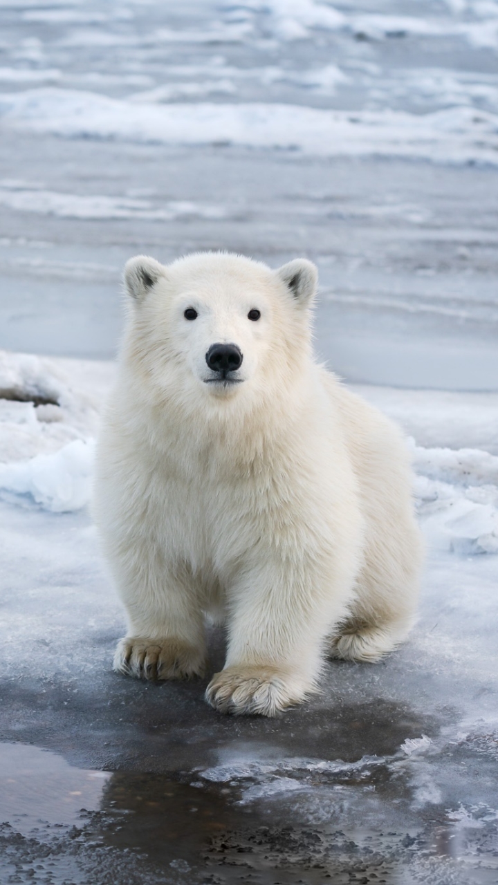 Download mobile wallpaper Bears, Animal, Polar Bear, Baby Animal, Cub for free.