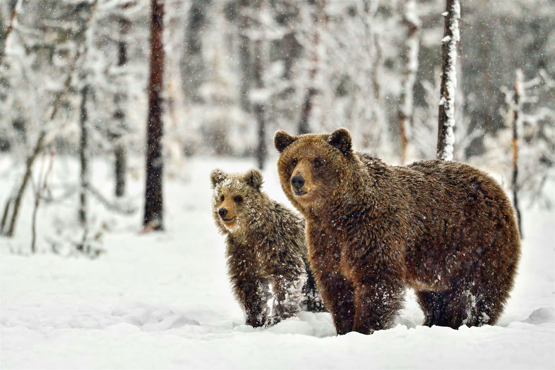 Handy-Wallpaper Tiere, Schnee, Bären, Bär kostenlos herunterladen.