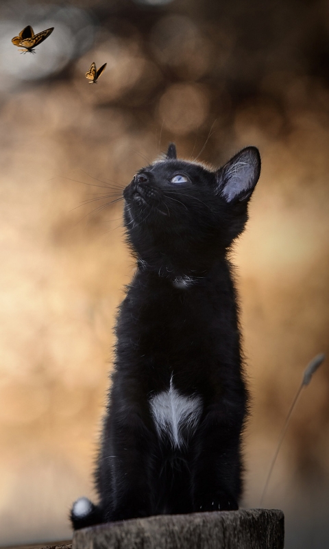 Handy-Wallpaper Tiere, Katzen, Schmetterlinge, Katze, Kätzchen, Schmetterling, Bokeh, Tierbaby kostenlos herunterladen.