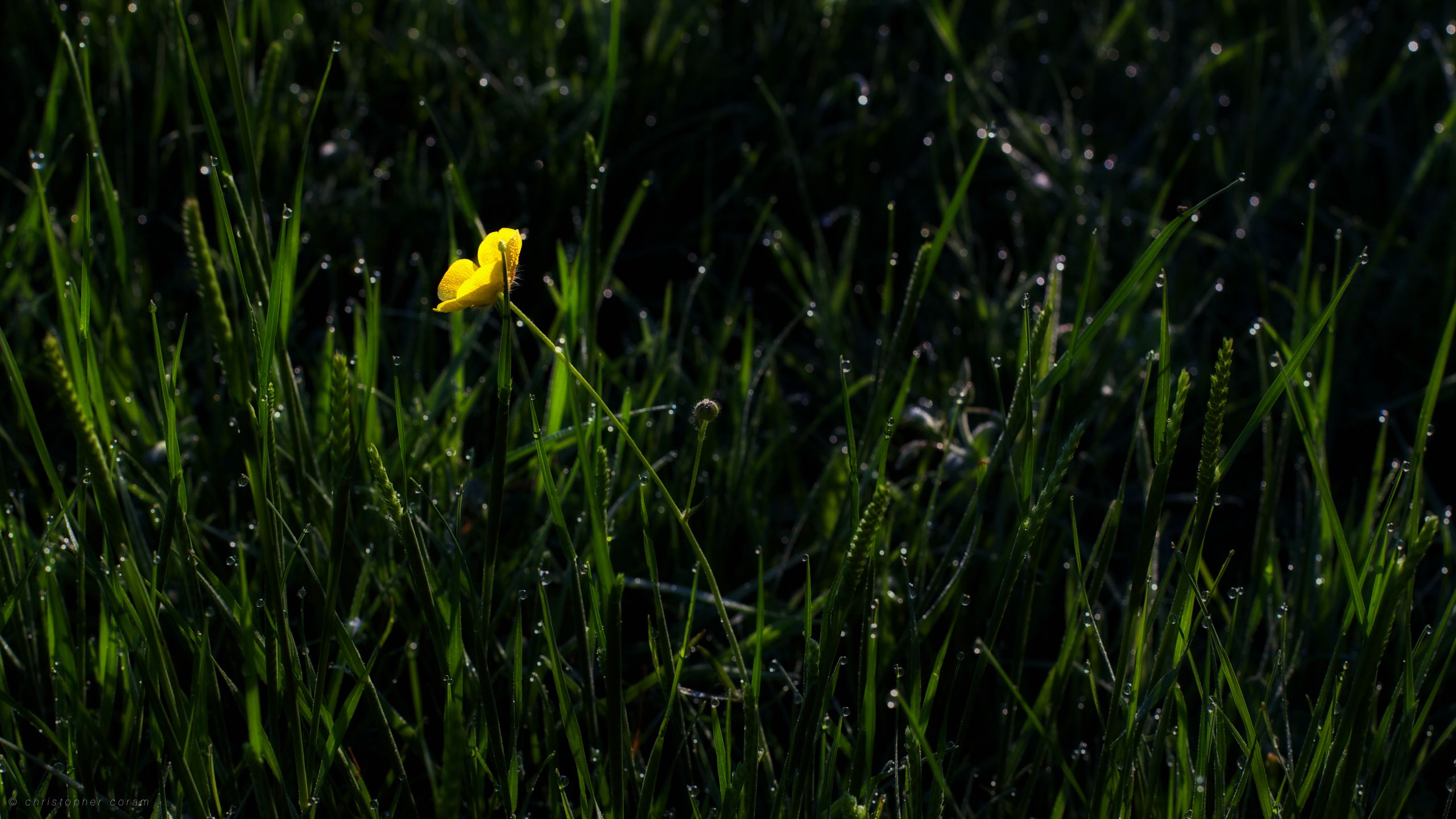 dew, earth, grass, buttercup, flower, green, meadow, yellow flower