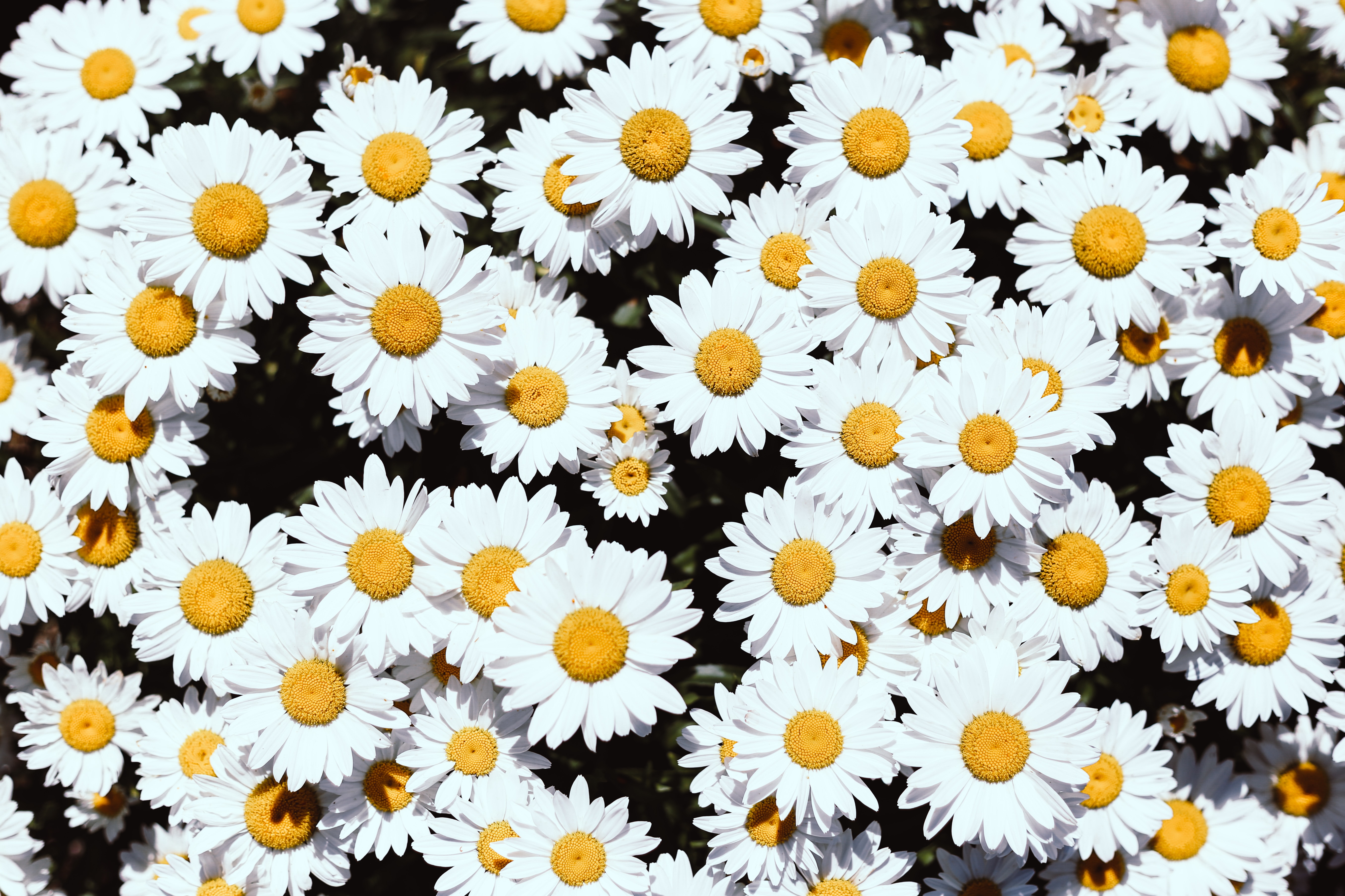 Windows Backgrounds bloom, flowers, plants, camomile, white, flowering