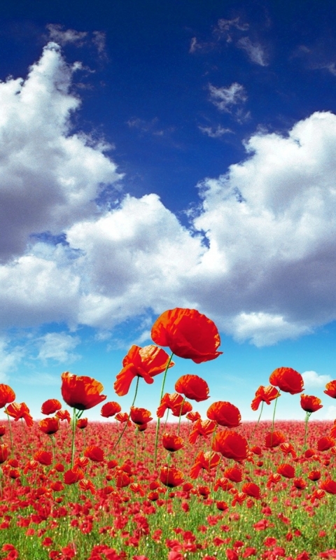 Download mobile wallpaper Flowers, Earth, Poppy for free.