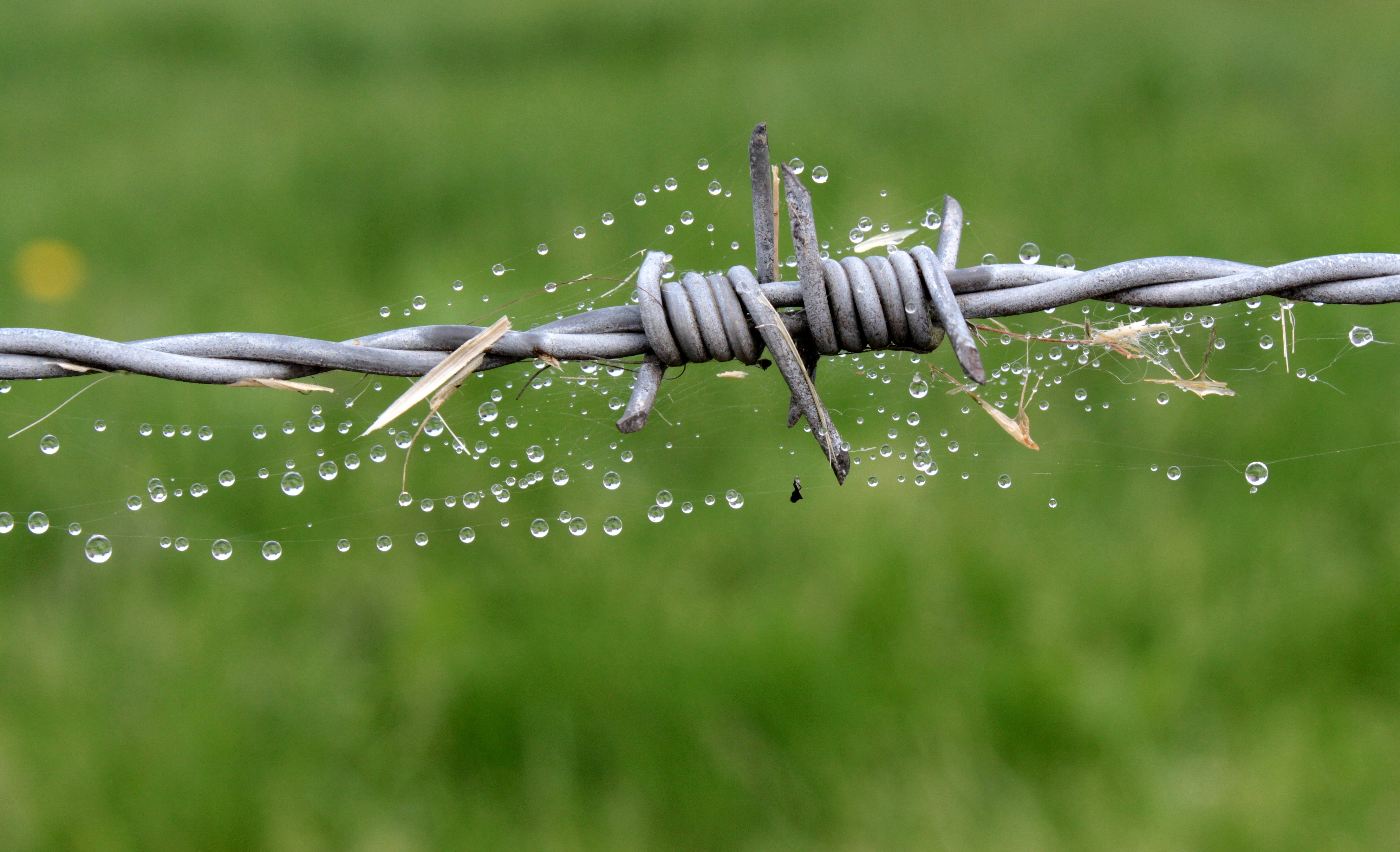 man made, barb wire, macro, spider web, water drop