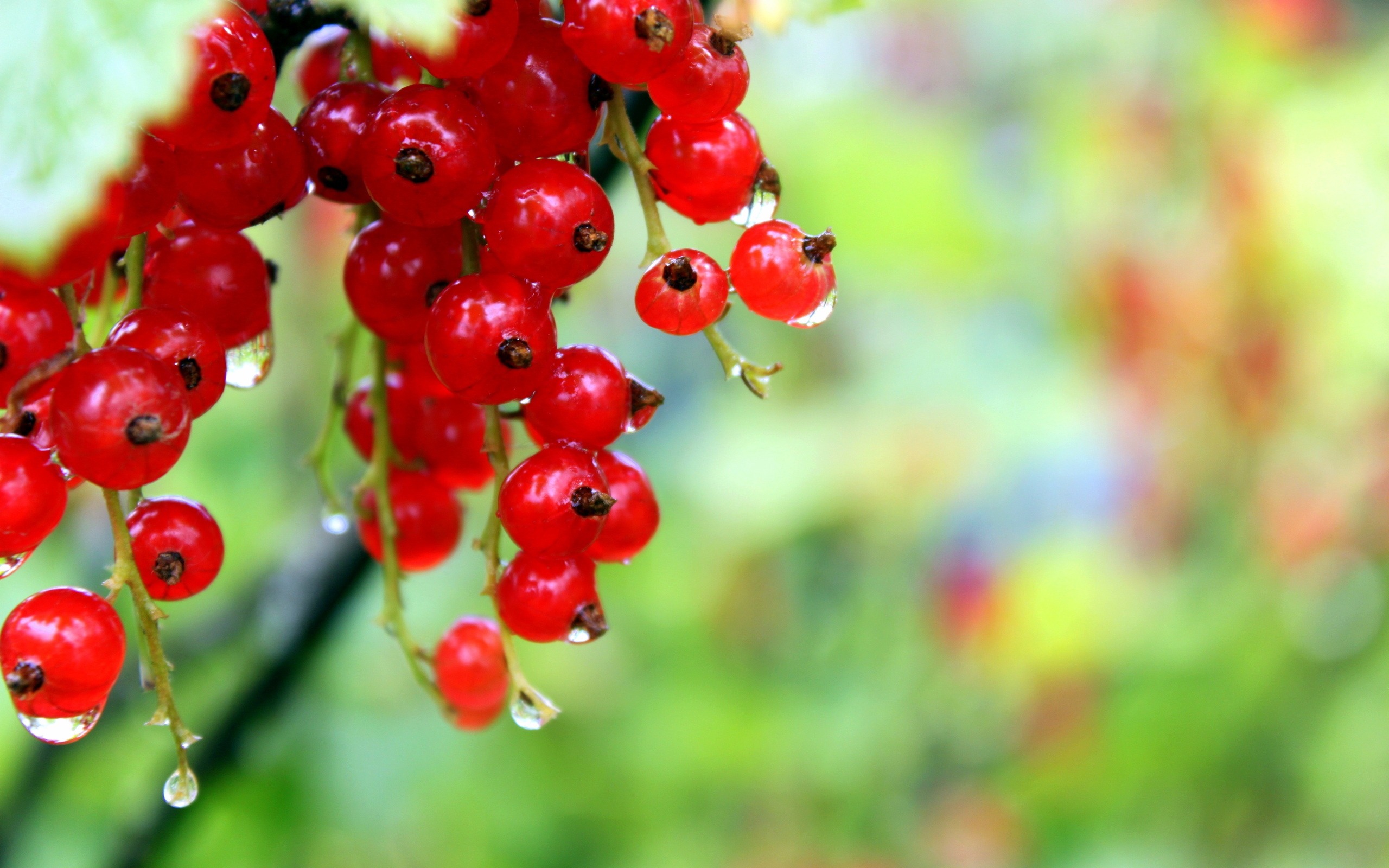 Download mobile wallpaper Food, Berry, Fruit, Currants, Depth Of Field for free.