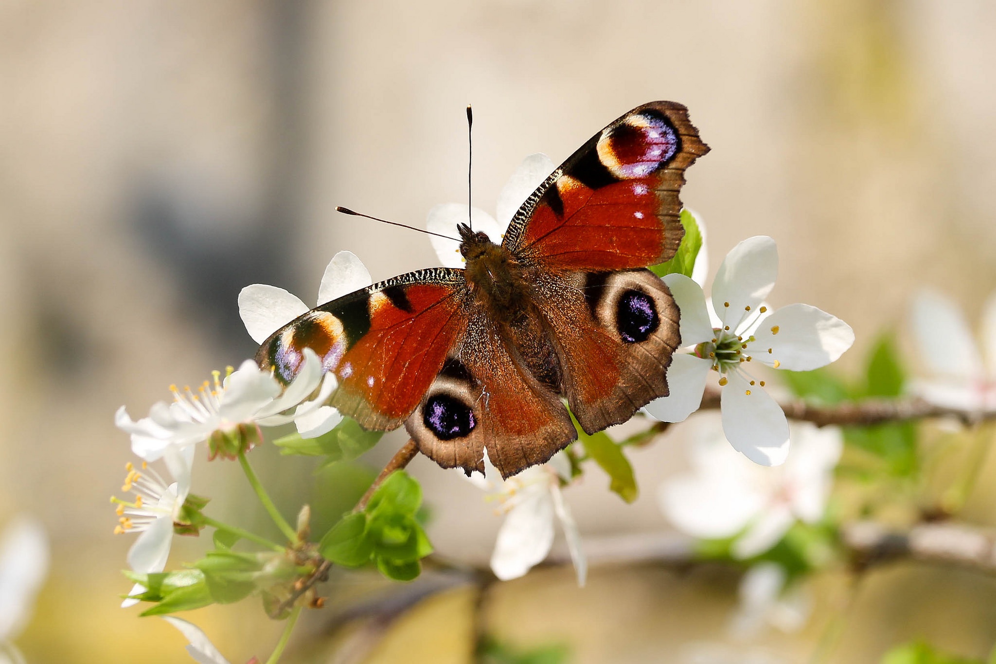 Download mobile wallpaper Macro, Insect, Butterfly, Animal, White Flower, Blossom for free.