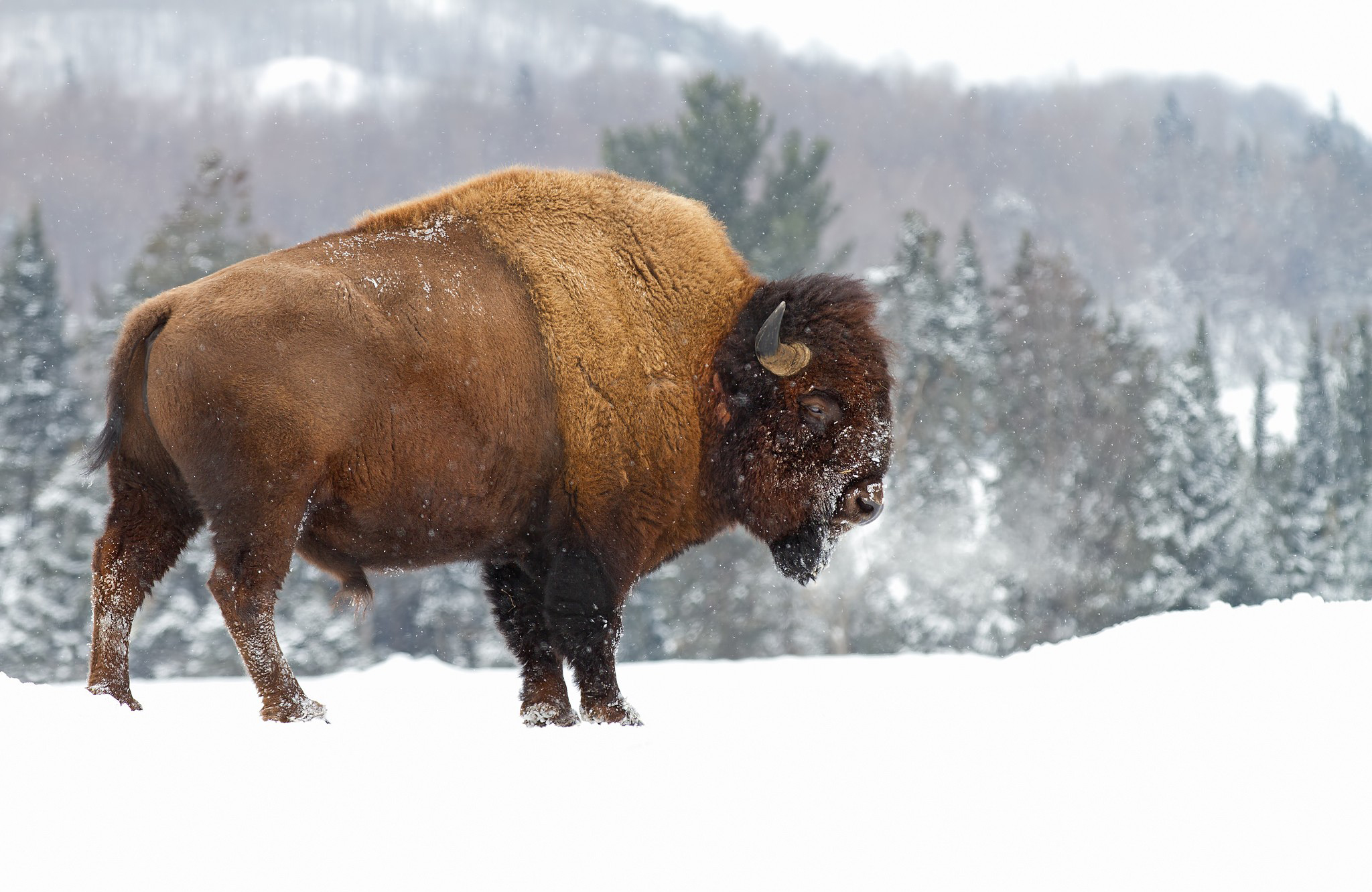685141 Hintergrundbild herunterladen tiere, amerikanischer bison - Bildschirmschoner und Bilder kostenlos