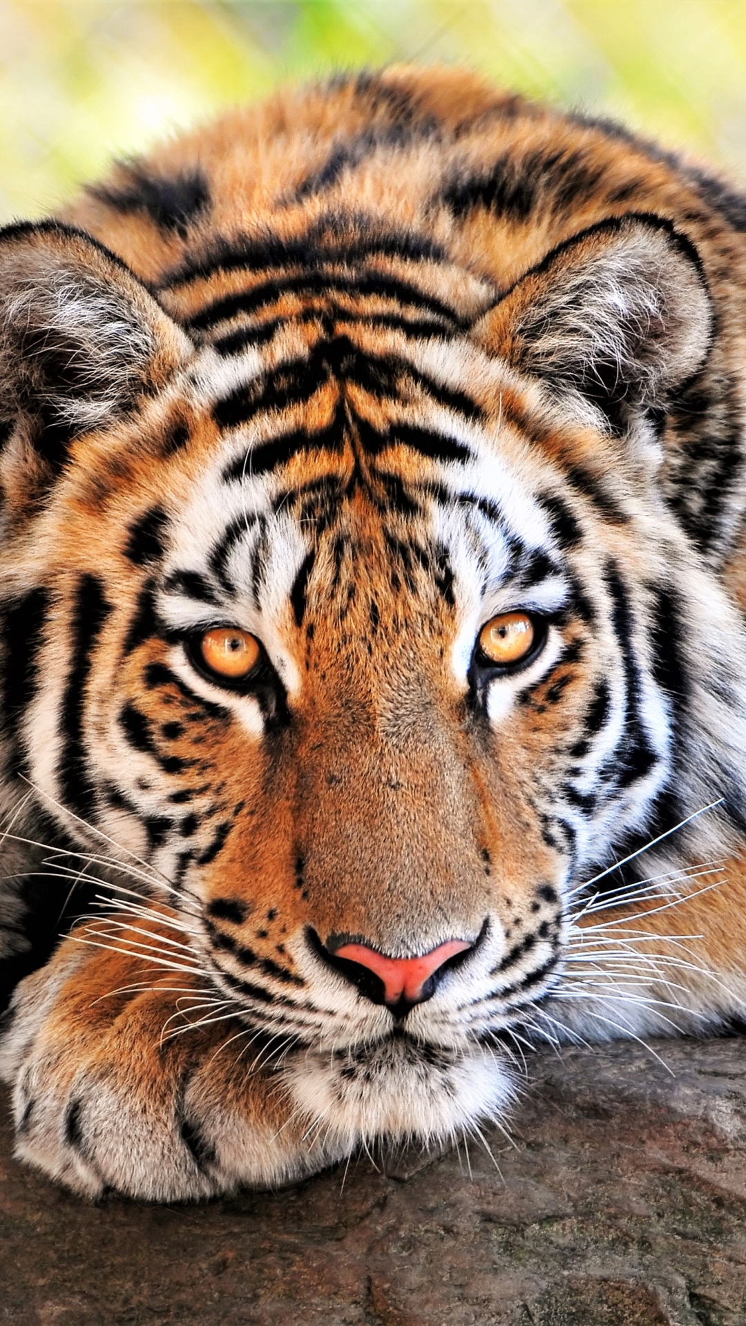 1149841 télécharger le fond d'écran tigre du bengale, animaux, tigre, repos, chats - économiseurs d'écran et images gratuitement