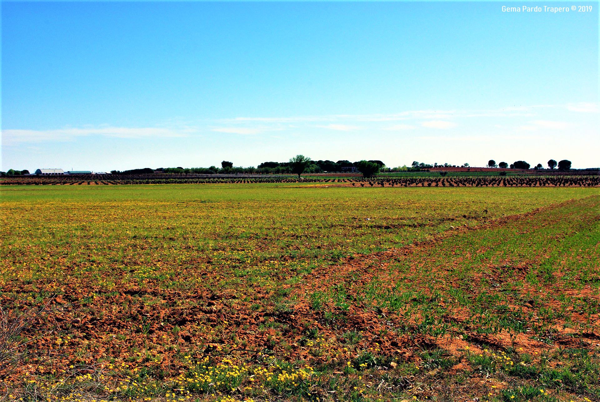 Descarga gratis la imagen Naturaleza, Flor, Campo, Tierra/naturaleza en el escritorio de tu PC