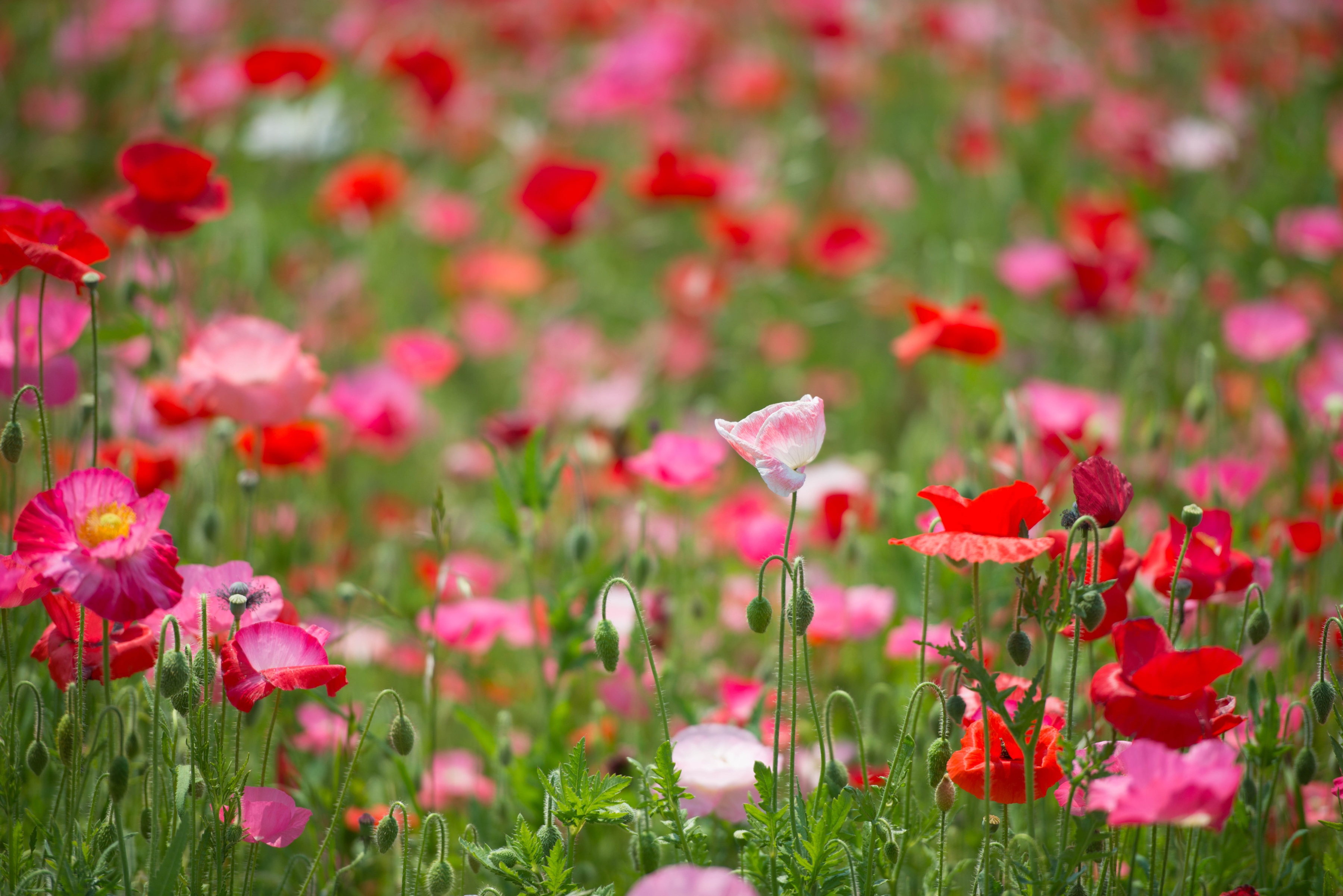 PCデスクトップに自然, フラワーズ, ポピー, 夏, 花, 地球, 赤い花, ピンクの花画像を無料でダウンロード
