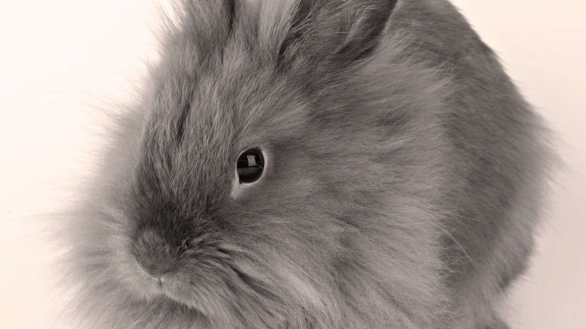 Laden Sie das Kind, Tot, Flauschige, Tiere, Kaninchen-Bild kostenlos auf Ihren PC-Desktop herunter