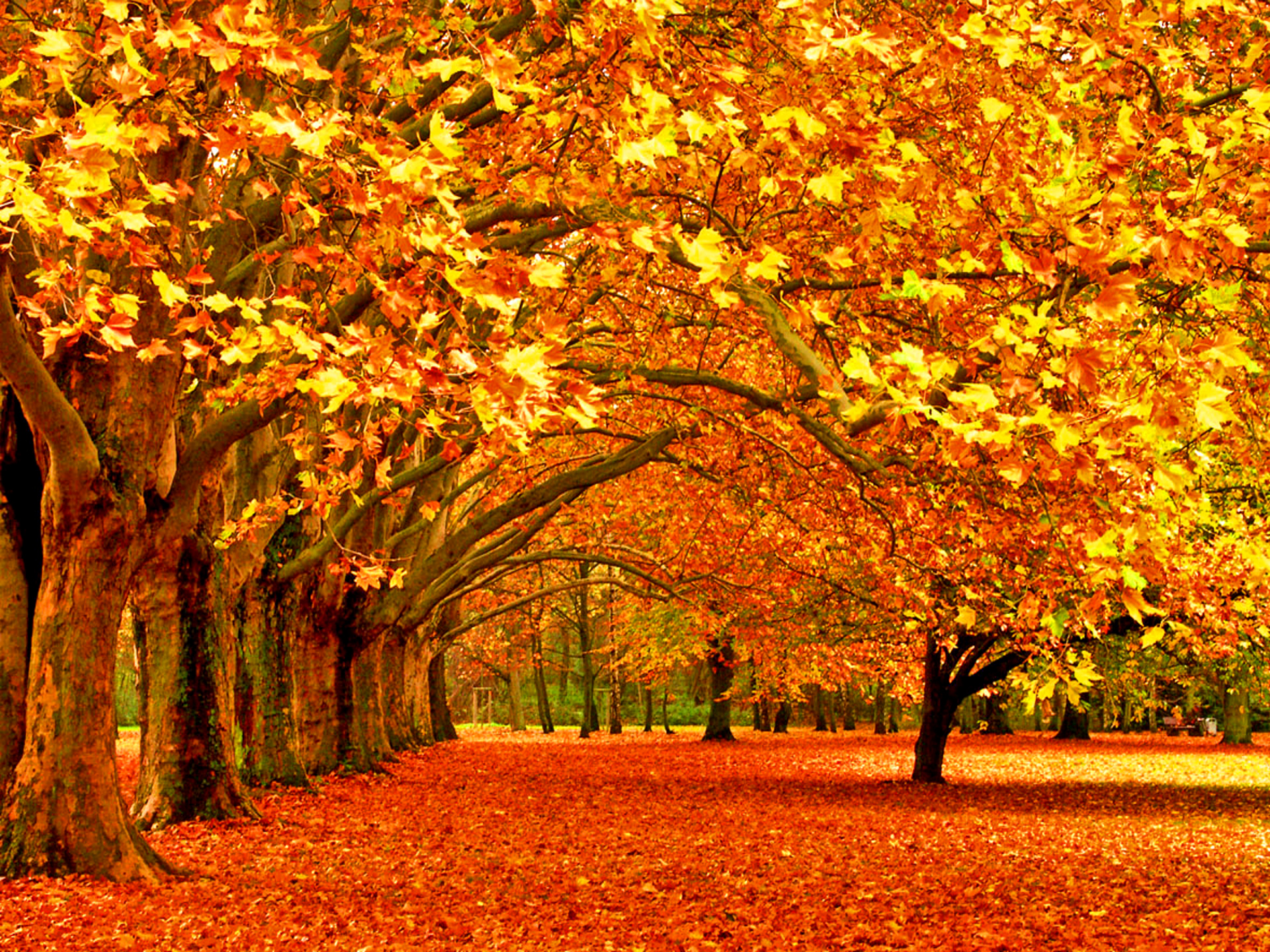 659692 Bildschirmschoner und Hintergrundbilder Herbst auf Ihrem Telefon. Laden Sie  Bilder kostenlos herunter