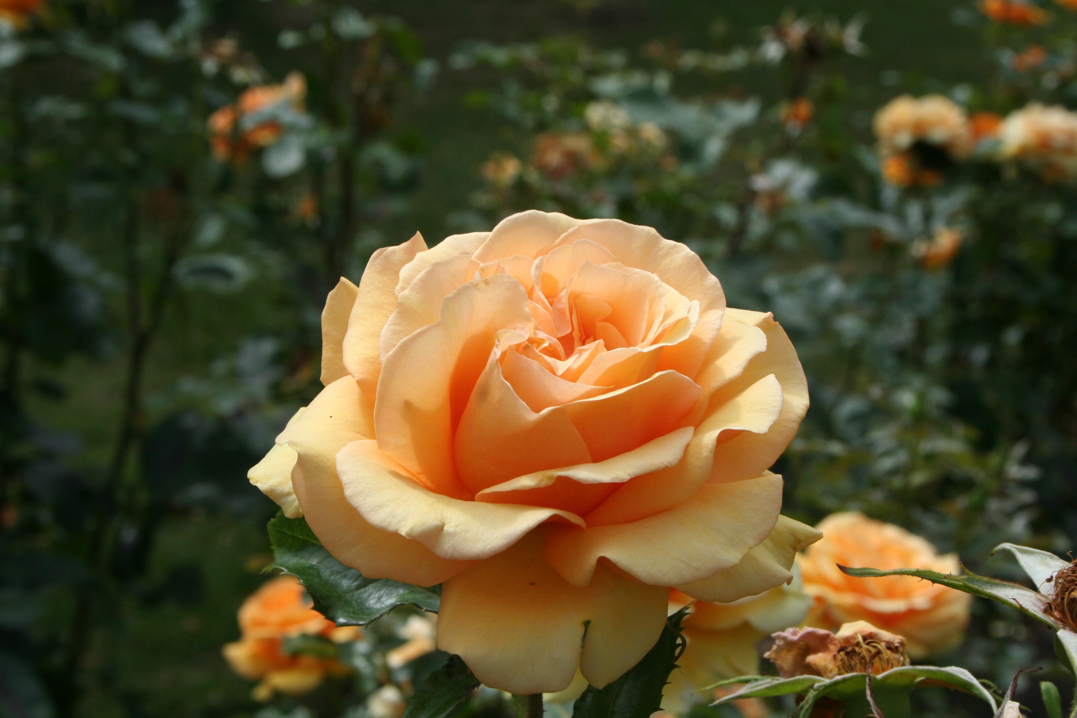 Скачати мобільні шпалери Брунька, Бутон, Роза, Троянда, Пелюстки, Квітка, Квіти безкоштовно.