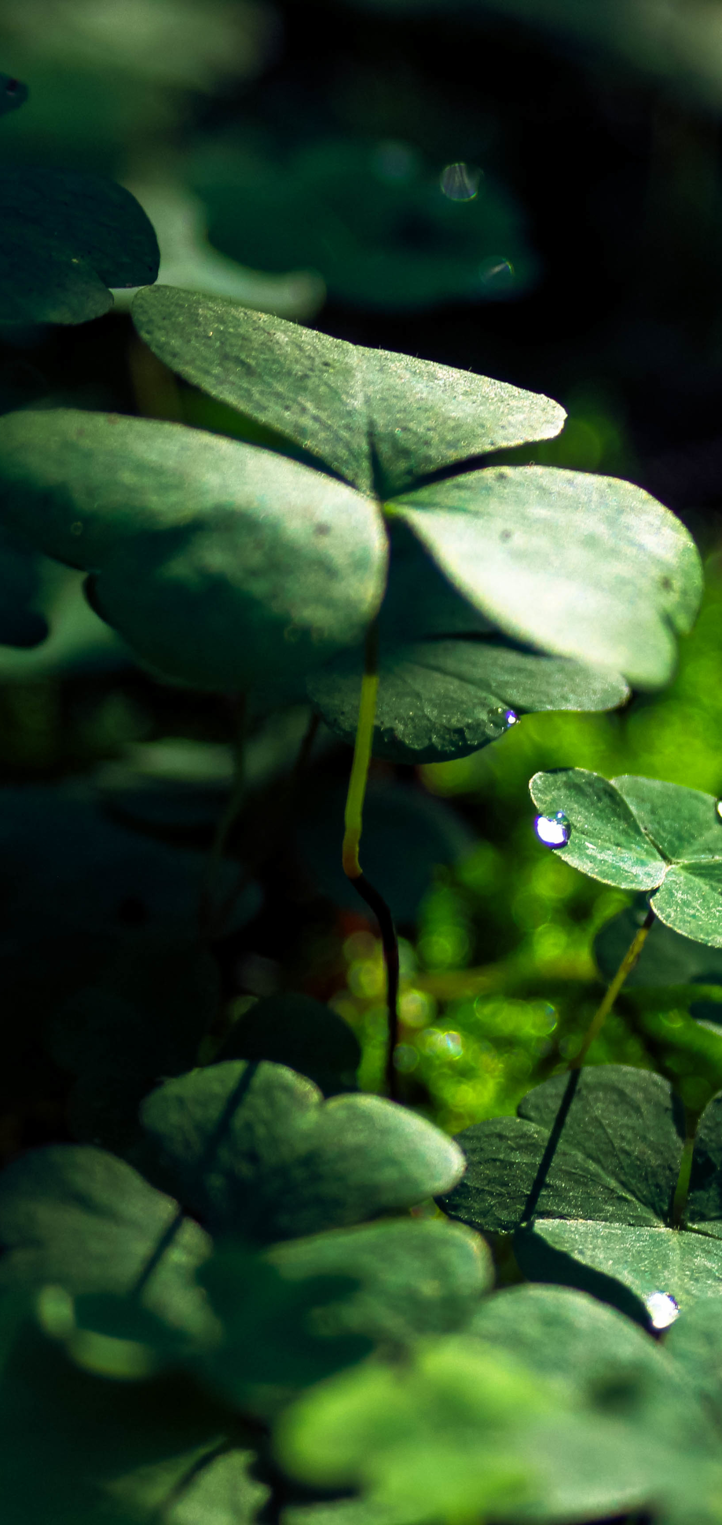 Download mobile wallpaper Nature, Macro, Leaf, Earth, Clover, Water Drop, Greenery for free.