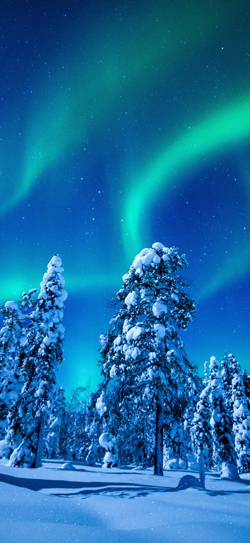 Download mobile wallpaper Winter, Forest, Earth, Aurora Borealis for free.