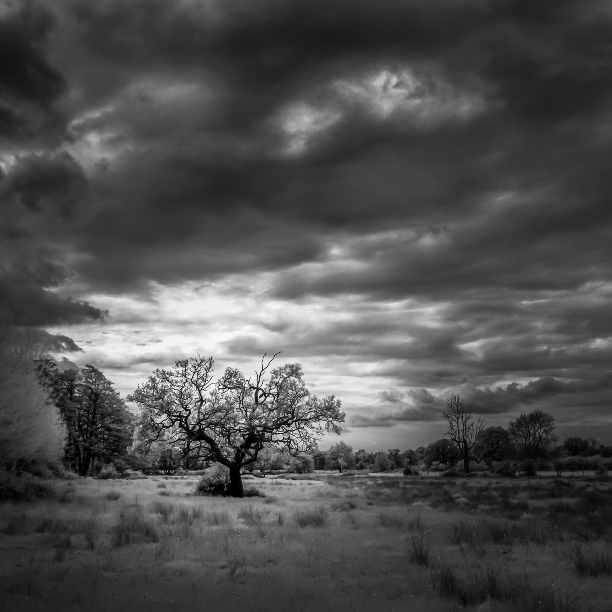 Téléchargez des papiers peints mobile Paysage, Arbre, Nuage, Noir Blanc, La Nature, Terre/nature, Noir & Blanc gratuitement.