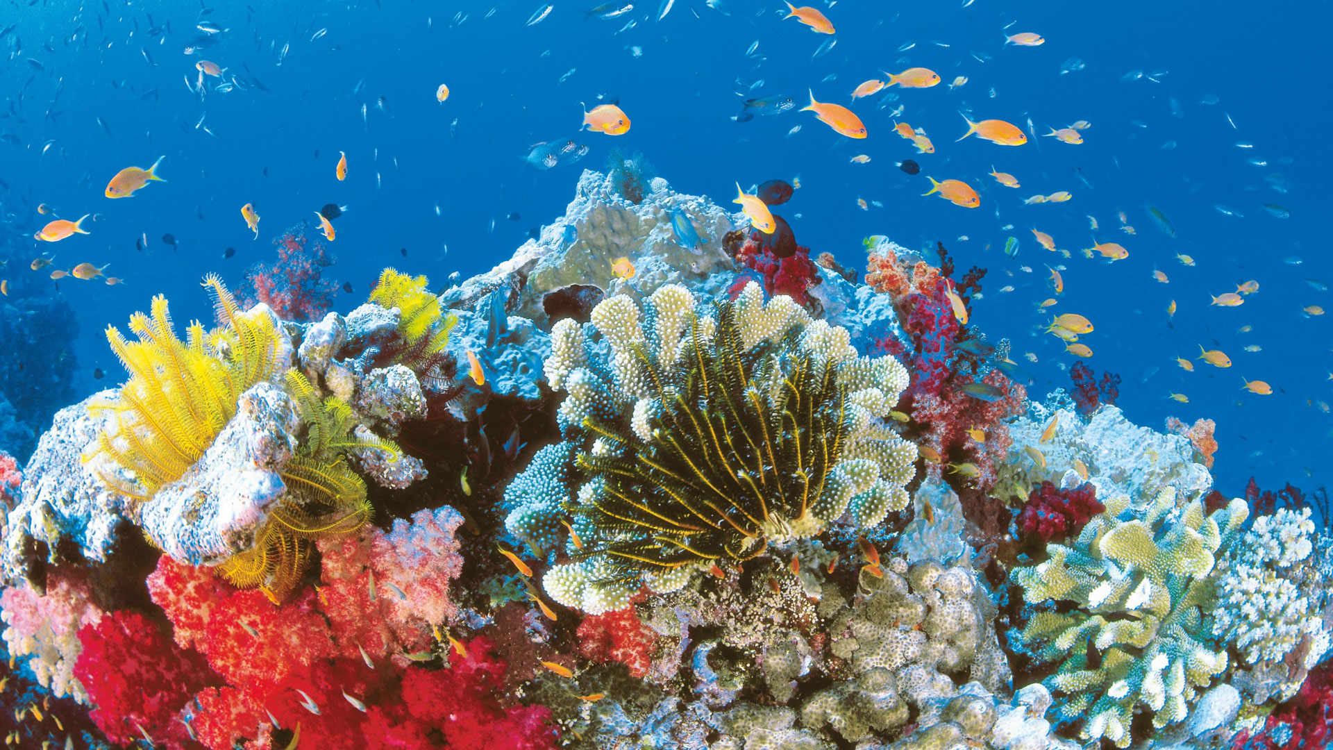 Laden Sie Great Barrier Reef HD-Desktop-Hintergründe herunter