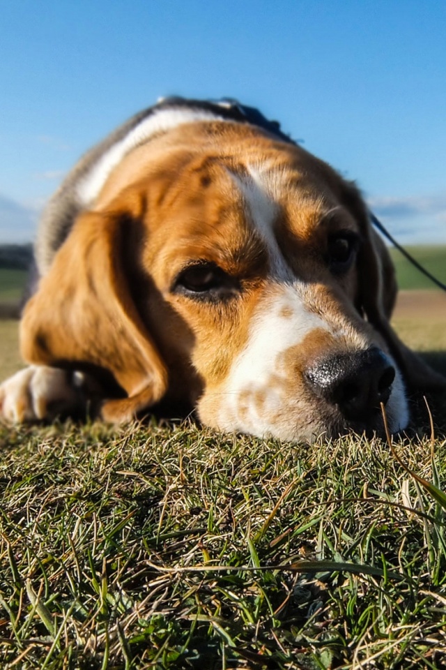 Handy-Wallpaper Tiere, Hunde, Hund, Gras, Beagle kostenlos herunterladen.