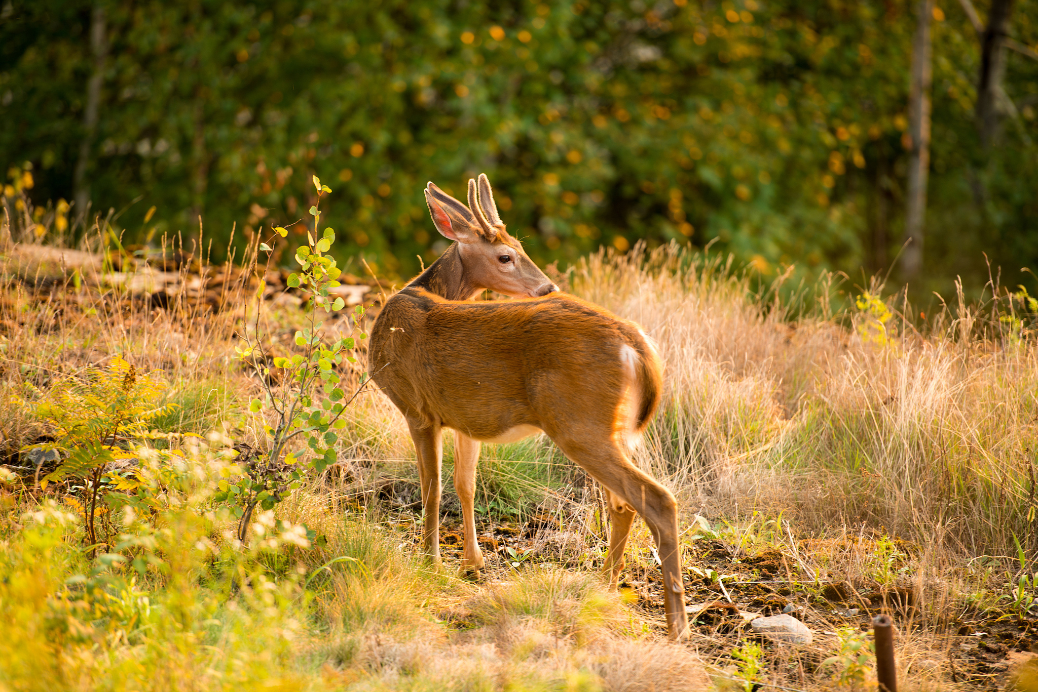 Free download wallpaper Animal, Deer on your PC desktop