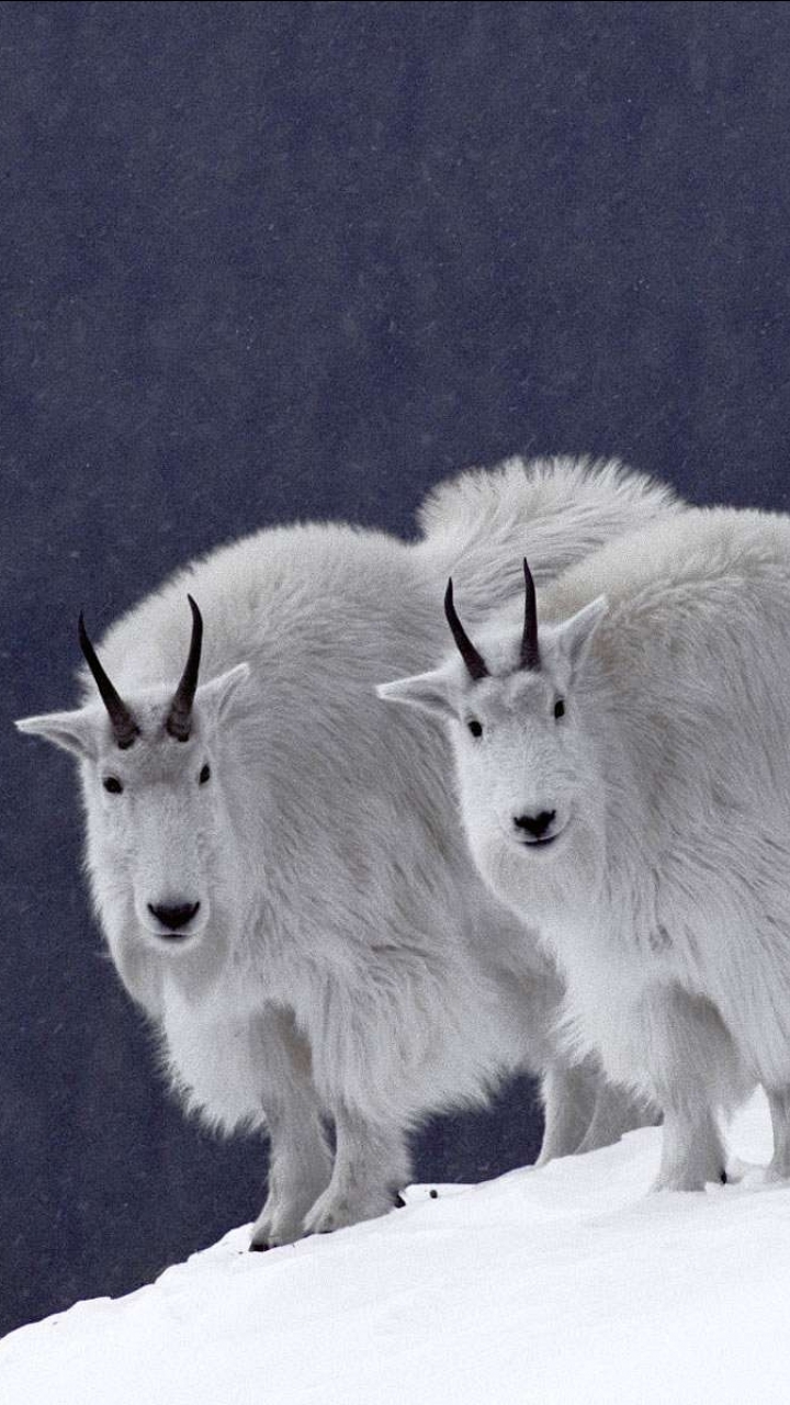 Download mobile wallpaper Animal, Mountain Goat for free.