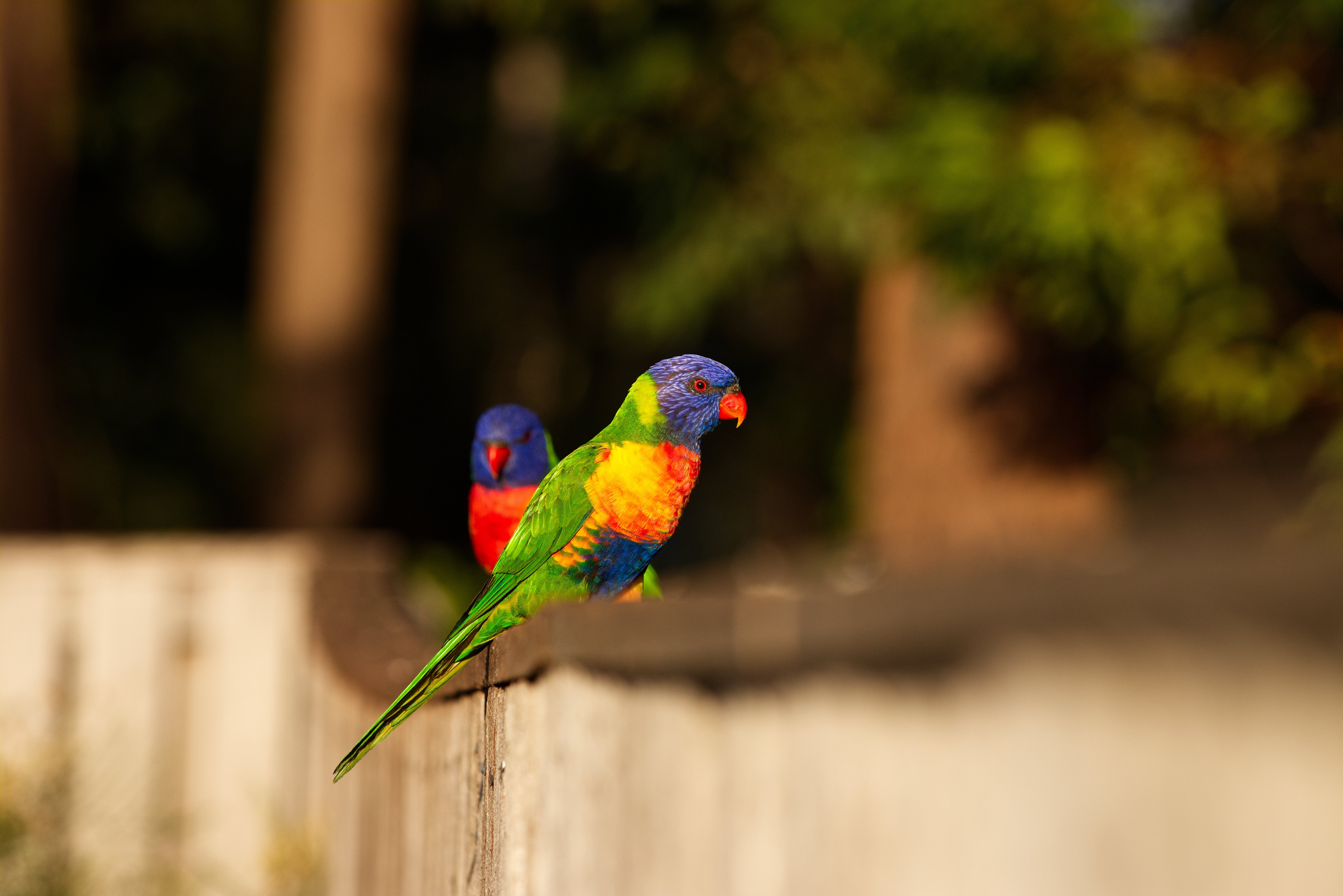 Free download wallpaper Birds, Animal, Rainbow Lorikeet on your PC desktop