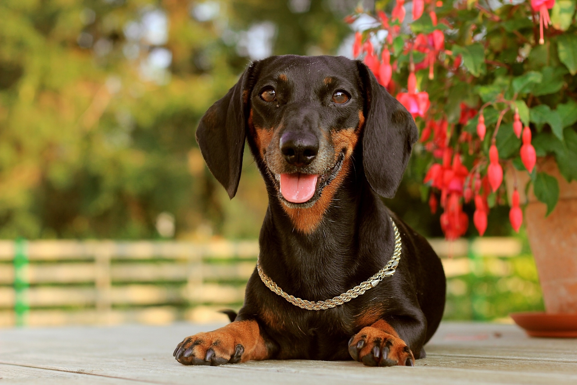 dachshund, animals, dog, muzzle, relaxation, rest, collar