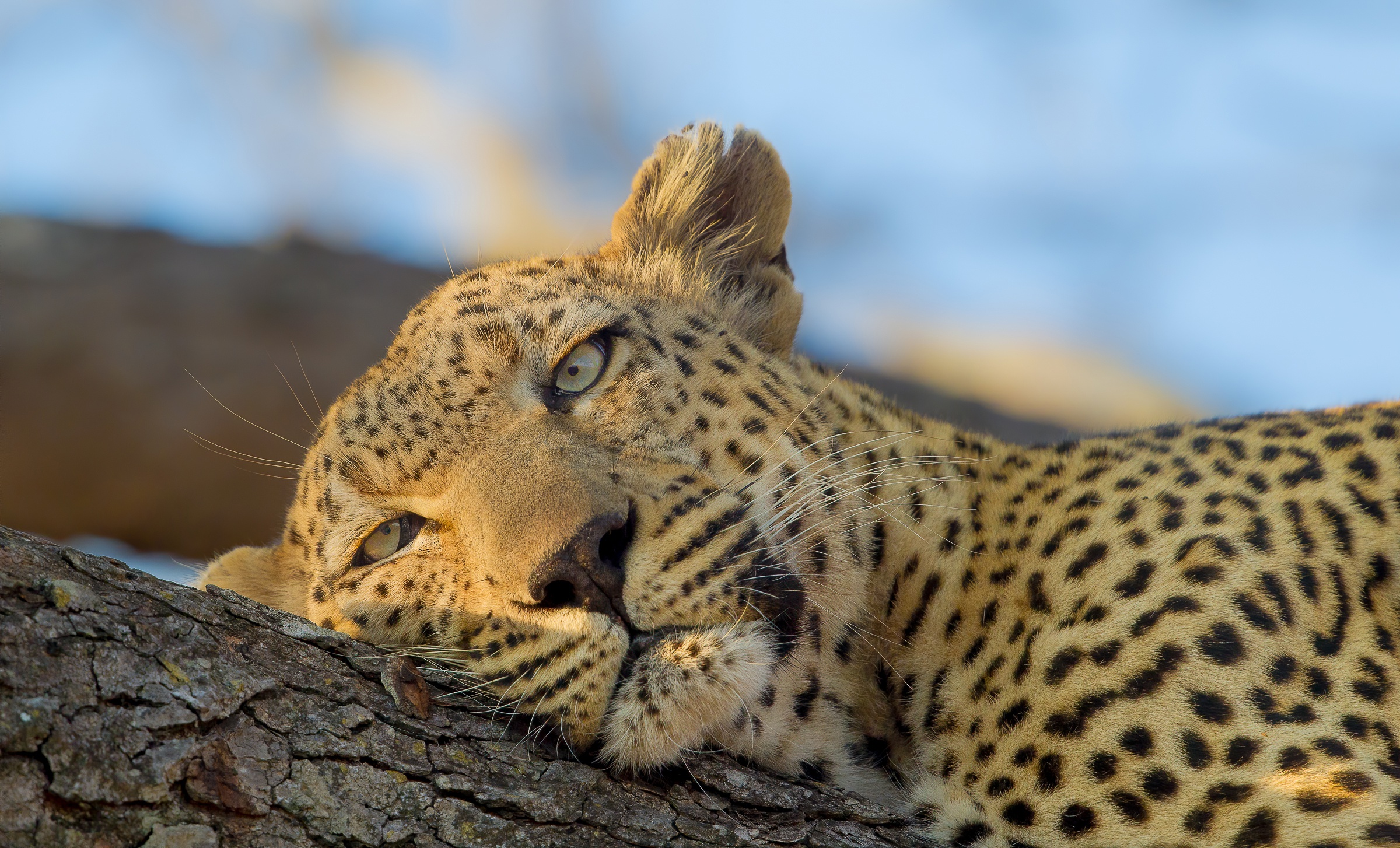 Free download wallpaper Leopard, Cats, Animal on your PC desktop