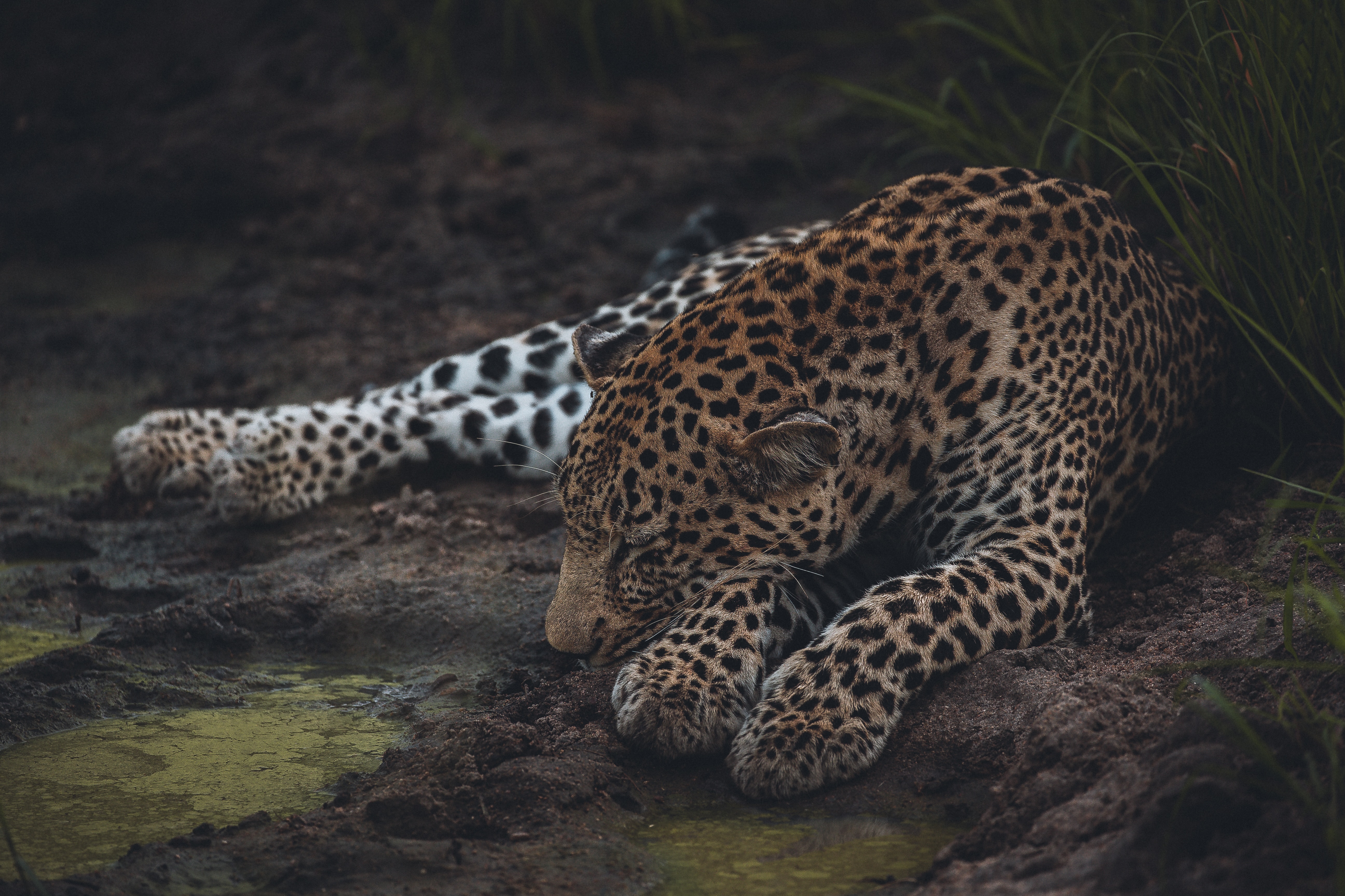 Baixe gratuitamente a imagem Animais, Leopardo, Predator, Predador, Animais Selvagens, Dormir, Sonho, Gato Grande, Vida Selvagem na área de trabalho do seu PC