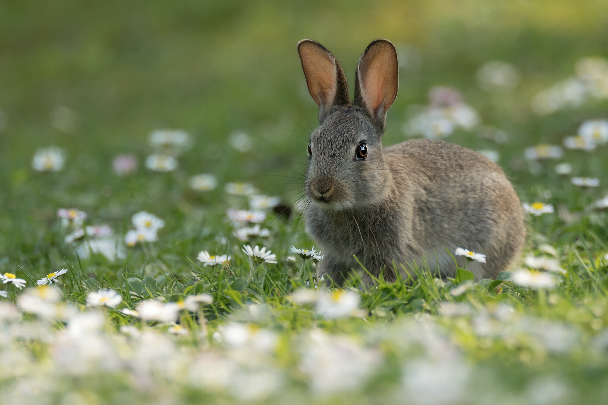 Download mobile wallpaper Animal, Rabbit for free.