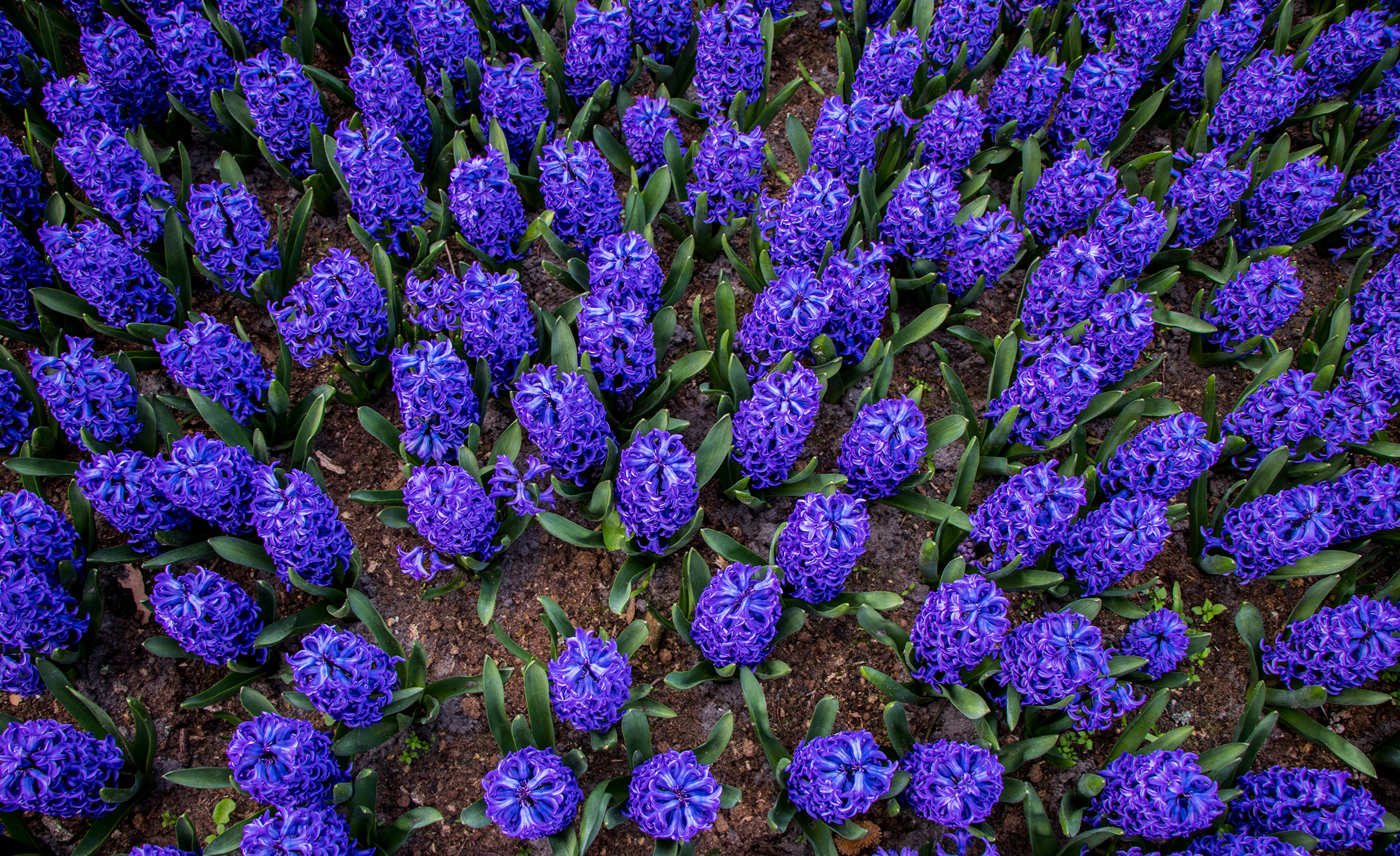 Download mobile wallpaper Flowers, Hyacinth, Flower, Earth, Purple Flower for free.