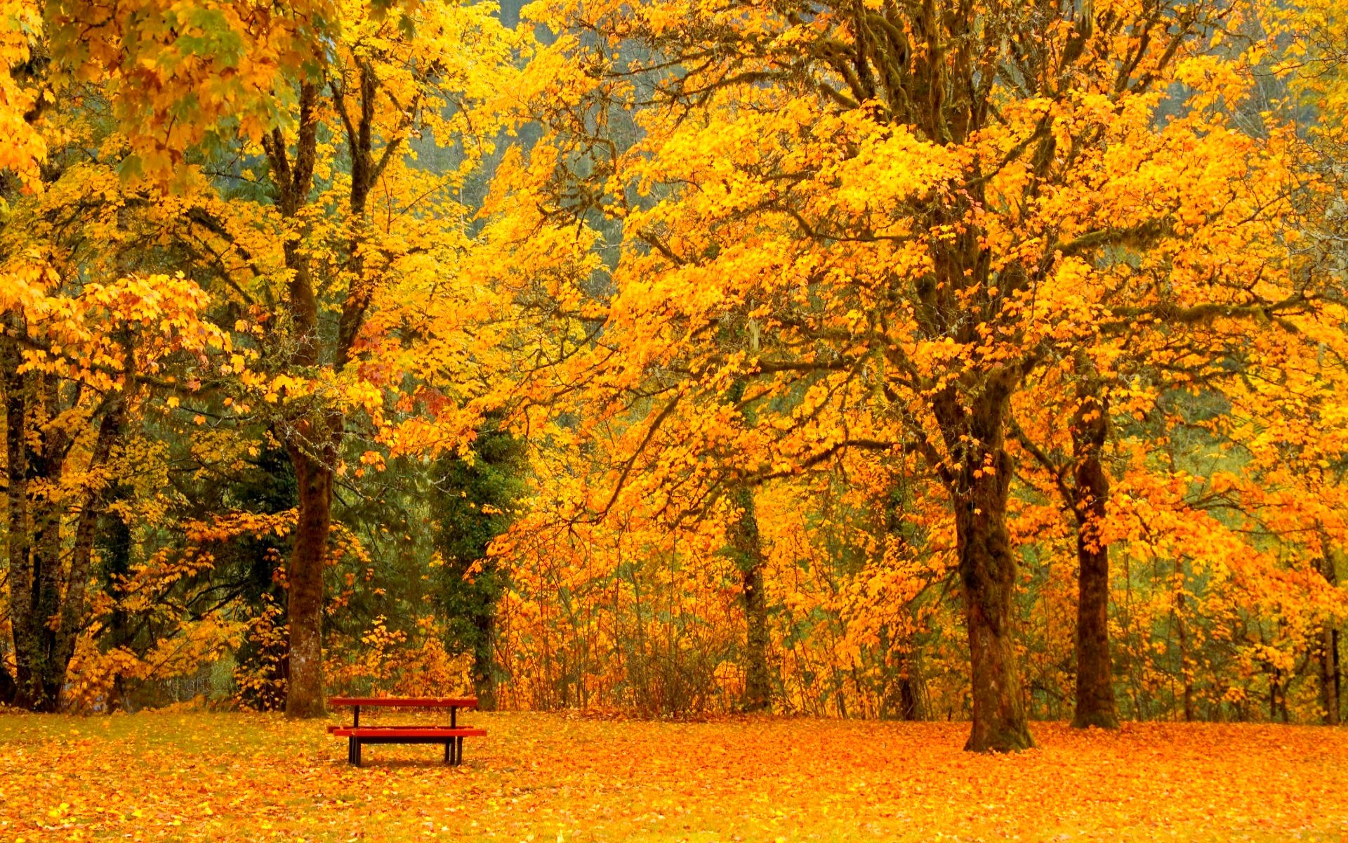 Laden Sie das Herbst, Park, Baum, Blatt, Fotografie-Bild kostenlos auf Ihren PC-Desktop herunter