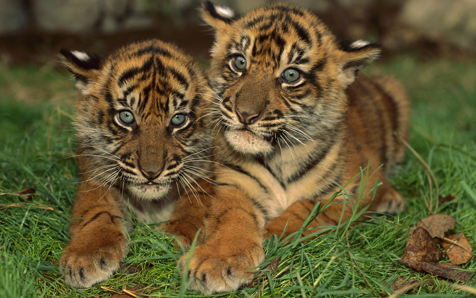 Téléchargez gratuitement l'image Animaux, Tigre sur le bureau de votre PC