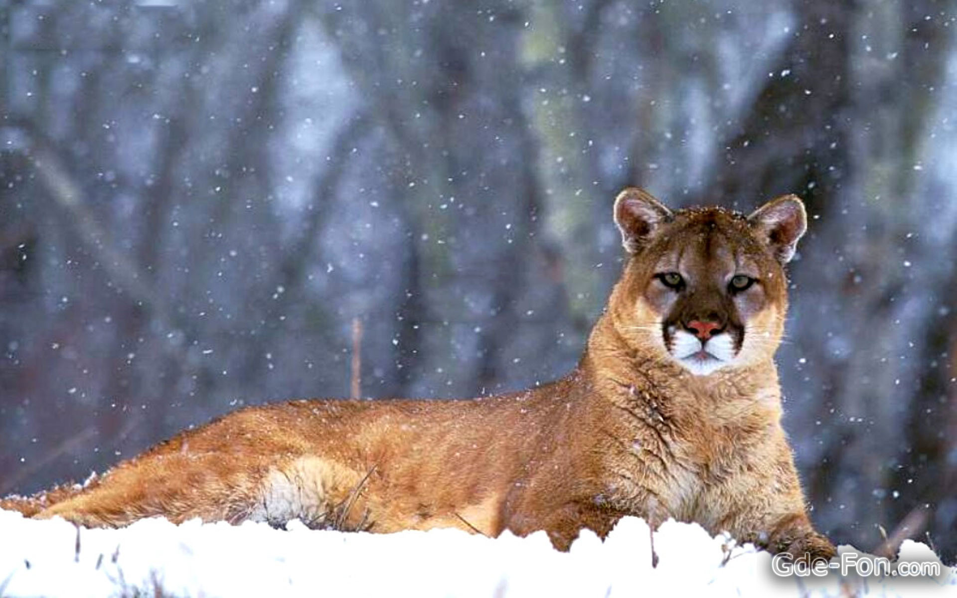 Téléchargez gratuitement l'image Animaux, Puma, Chute De Neige, L'hiver, Neiger sur le bureau de votre PC