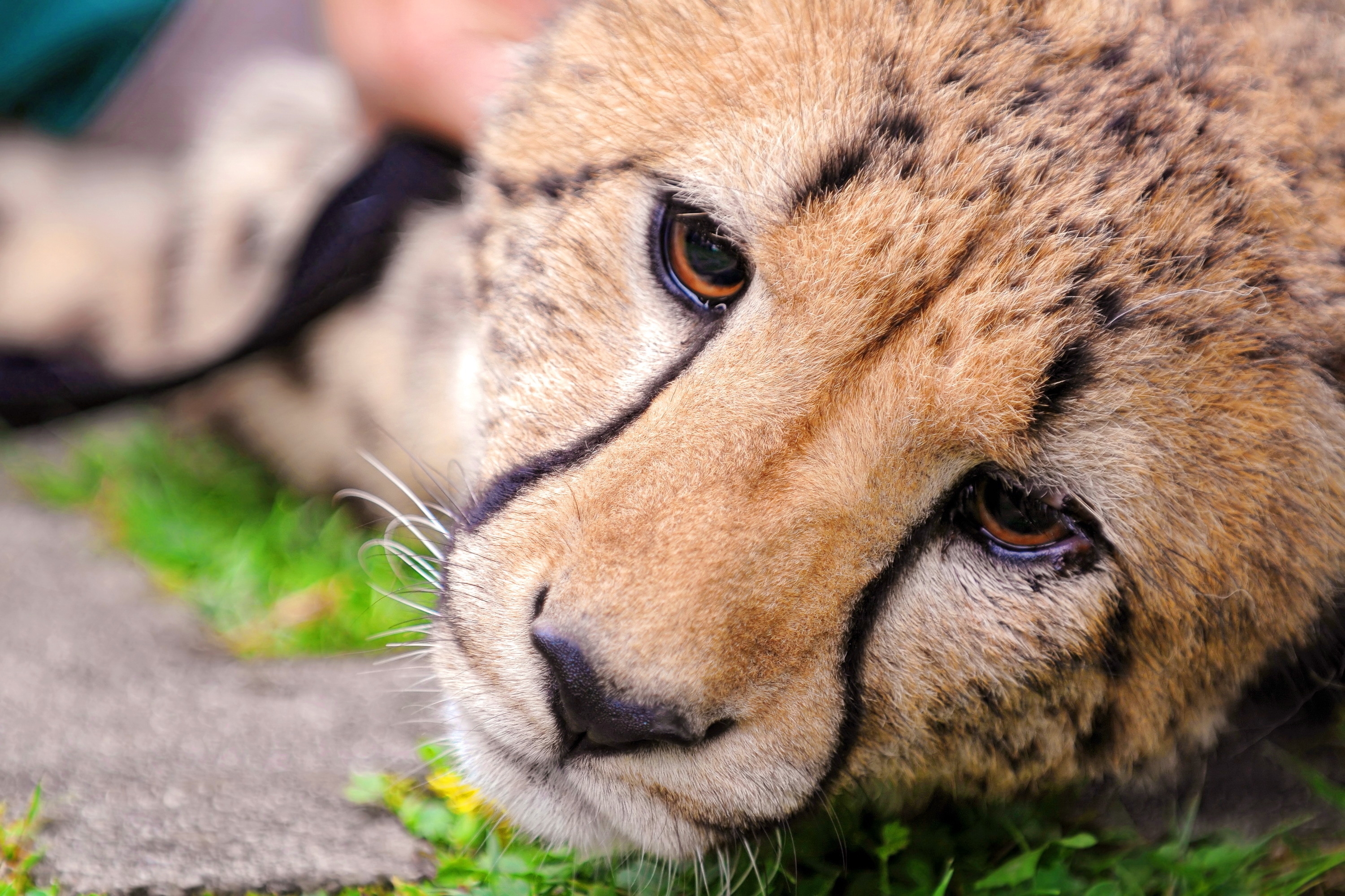 Download mobile wallpaper Sight, Cheetah, Opinion, Muzzle, Animals for free.