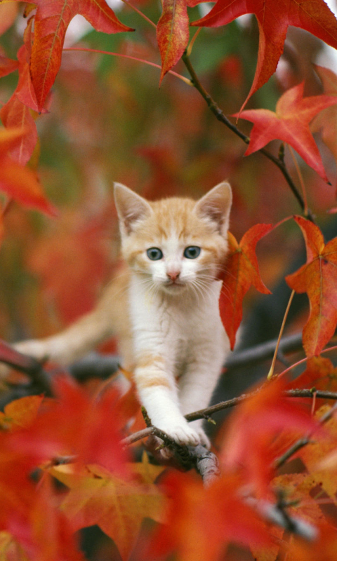 Download mobile wallpaper Cats, Cat, Leaf, Fall, Animal, Baby Animal for free.