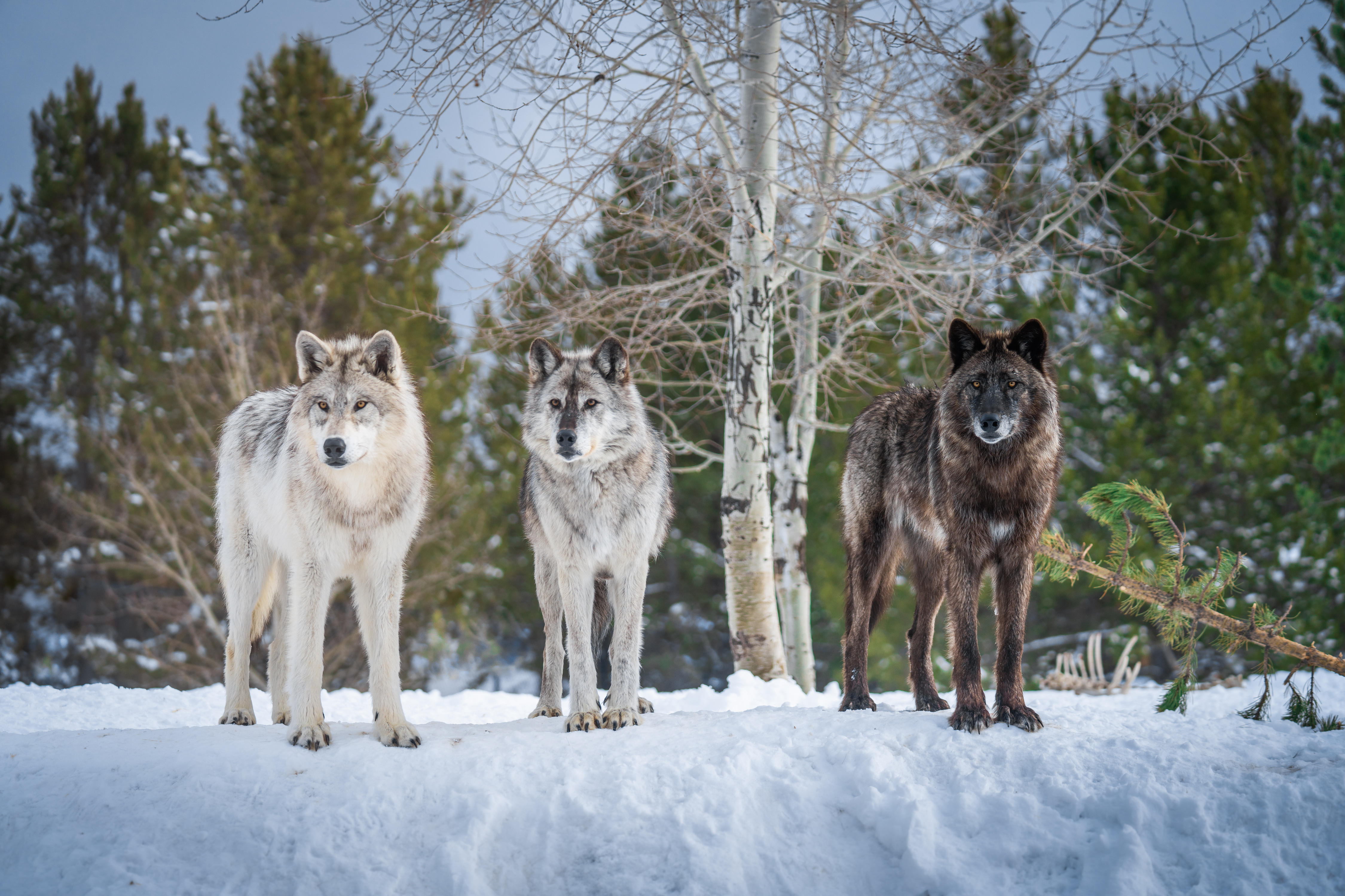 Free download wallpaper Snow, Wolf, Animal, Wolves on your PC desktop