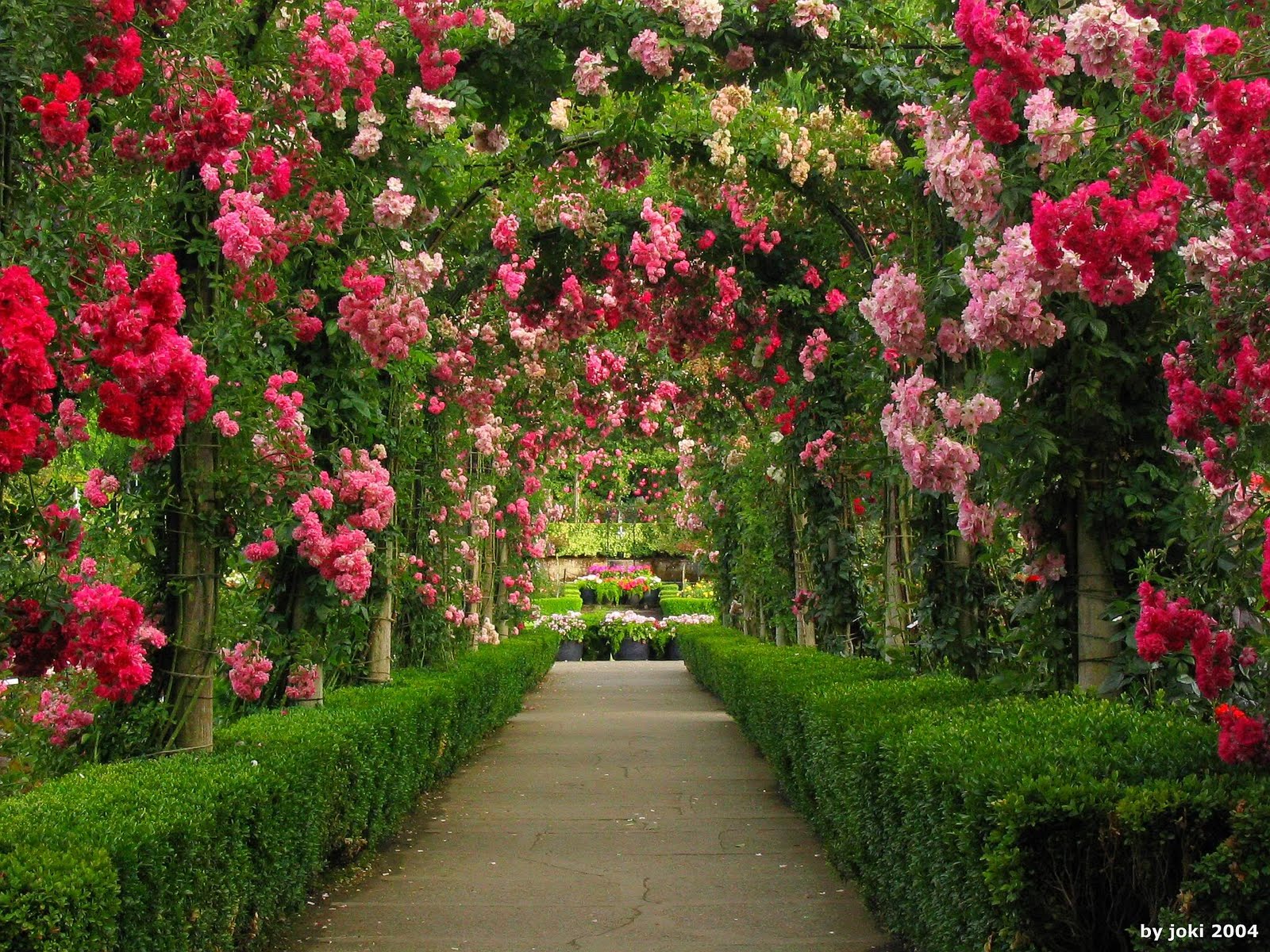 743096 baixar imagens feito pelo homem, natureza, jardim, flor rosa, arco, verde, arbusto de rosas, rosa - papéis de parede e protetores de tela gratuitamente