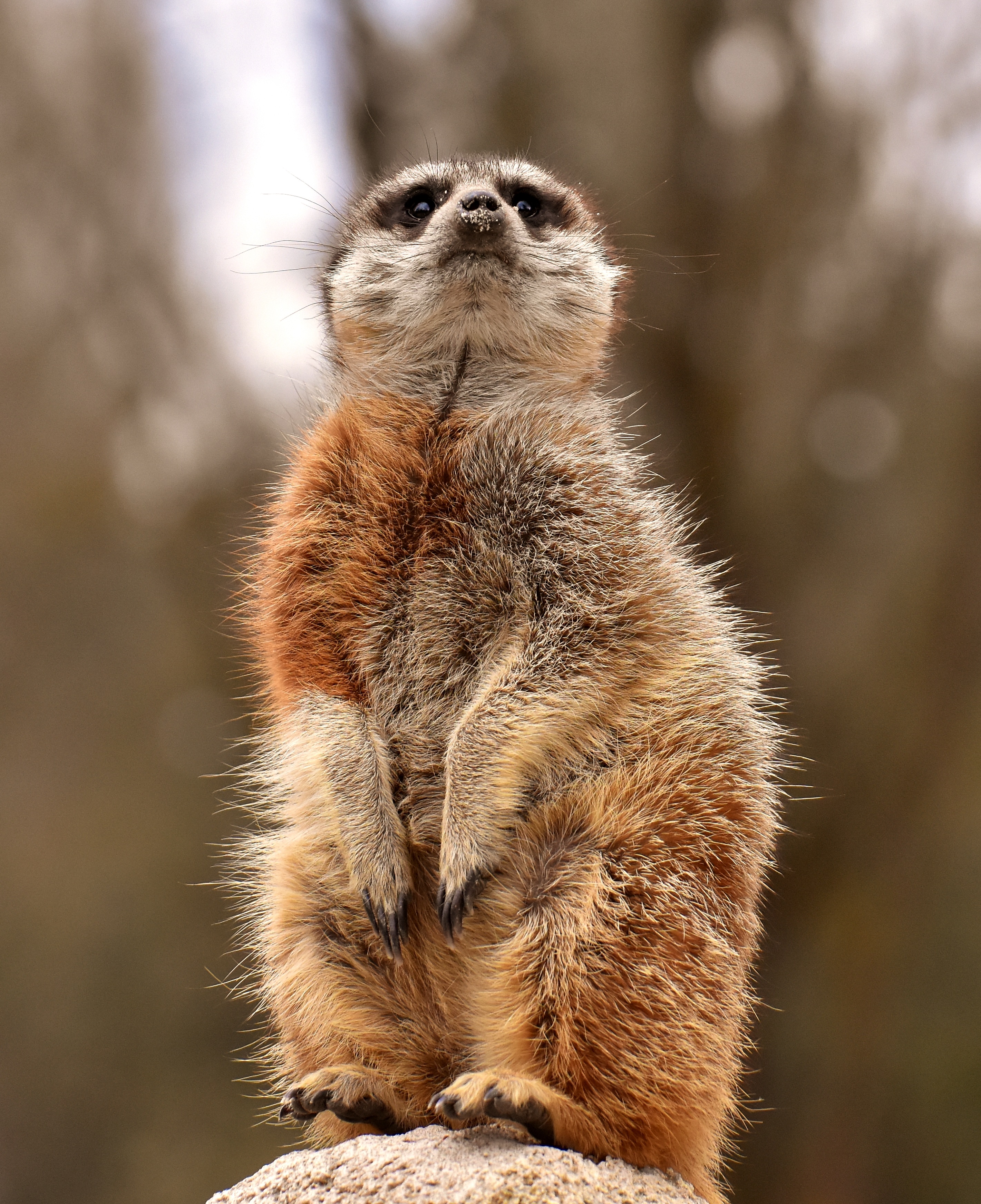 meerkat, worth, animals, animal, cool, surikat