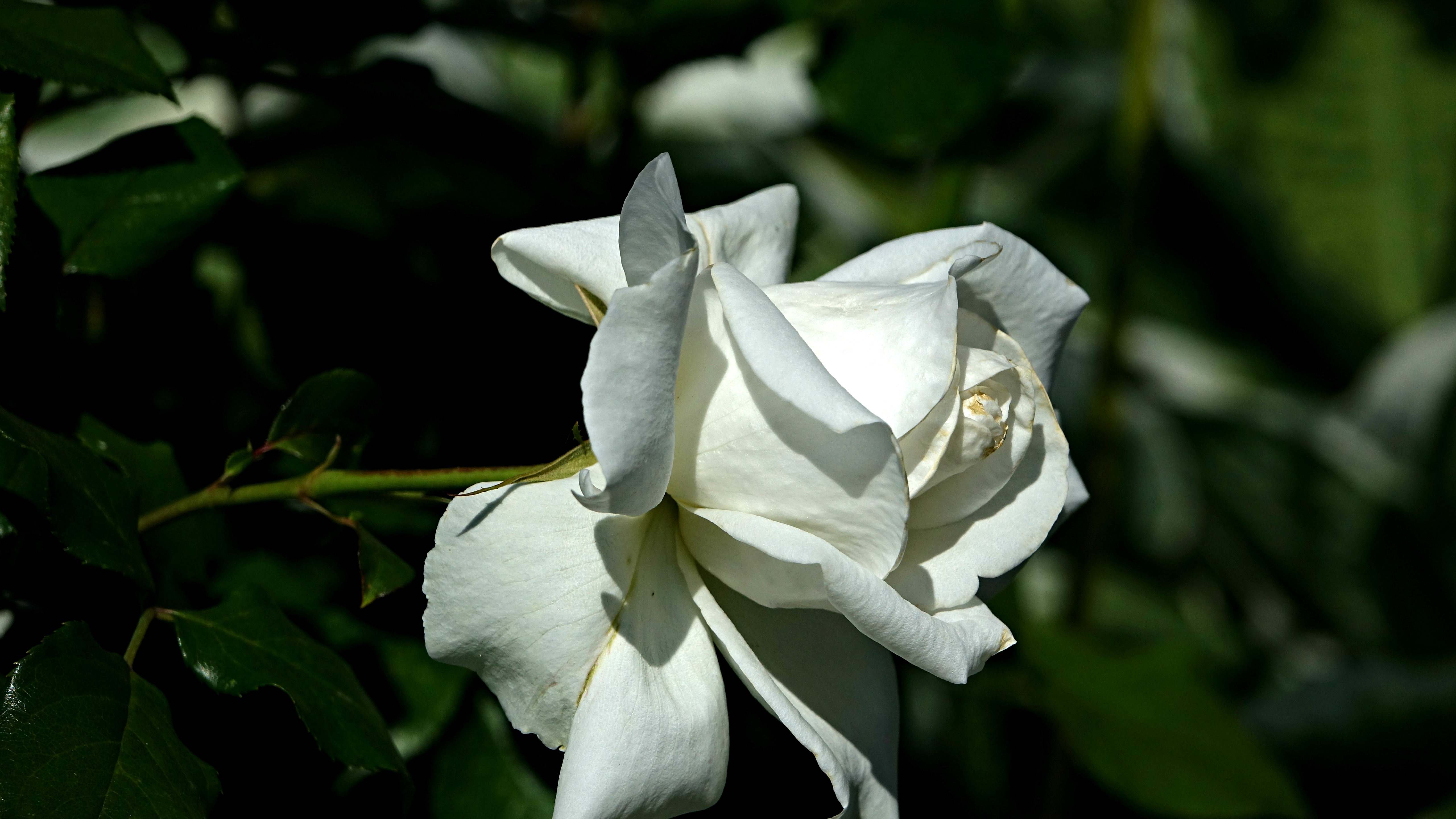 Скачати мобільні шпалери Квітка, Роза, Земля, Пелюстка, Біла Троянда безкоштовно.