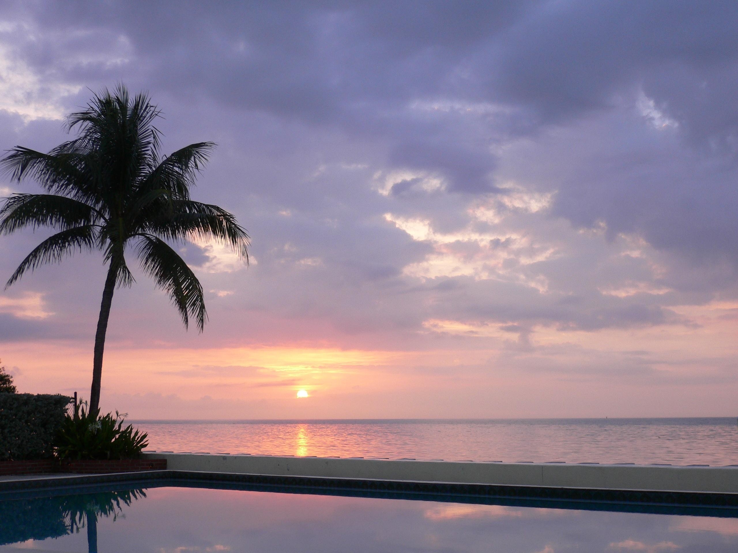 nature, sunset, twilight, reflection, palm, dusk, water surface, evening, pool