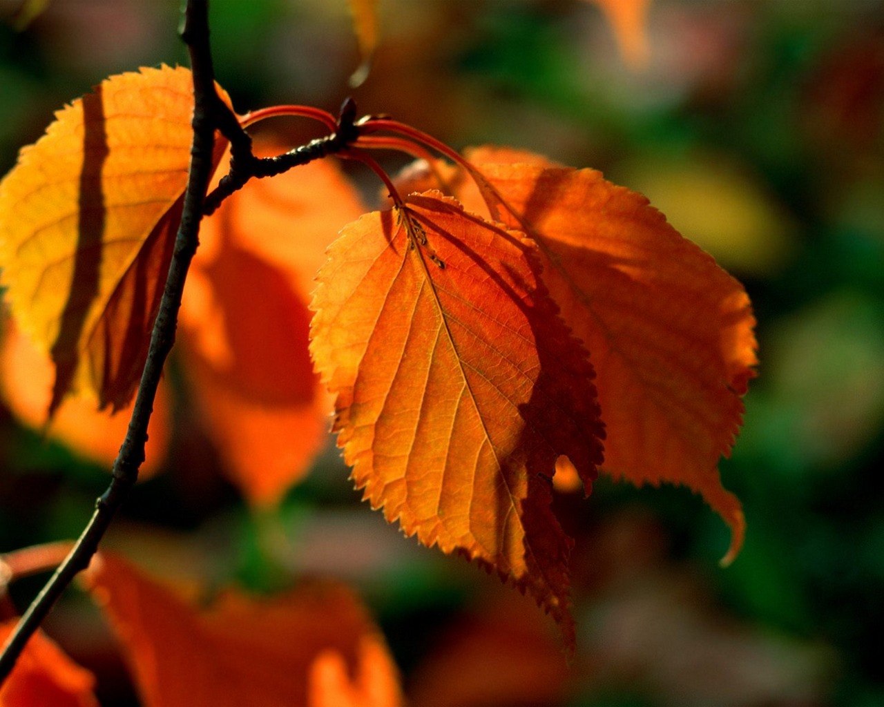 Handy-Wallpaper Blatt, Erde/natur kostenlos herunterladen.