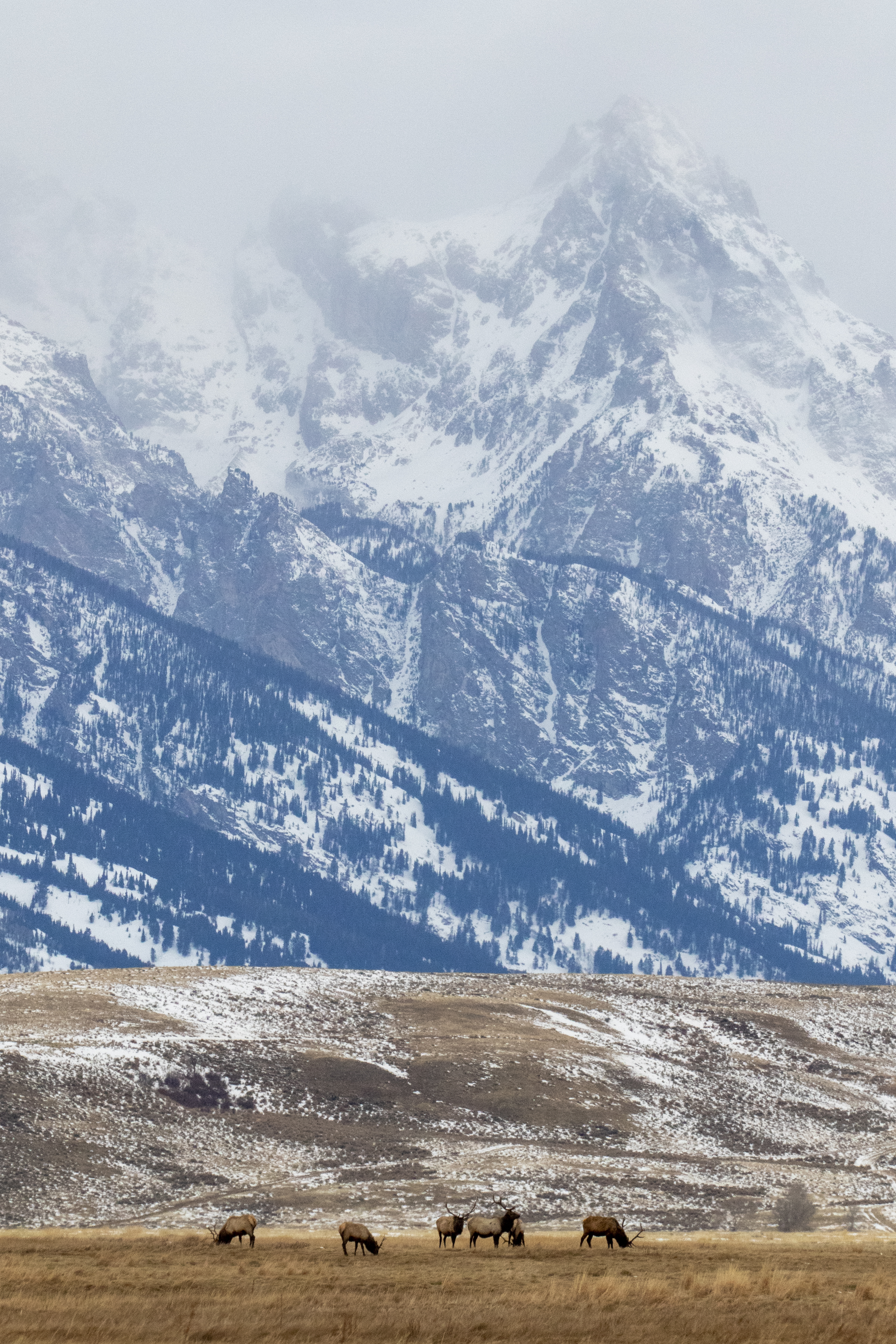 Free download wallpaper Deers, Mountain, Animals, Snow, Field, Wildlife on your PC desktop