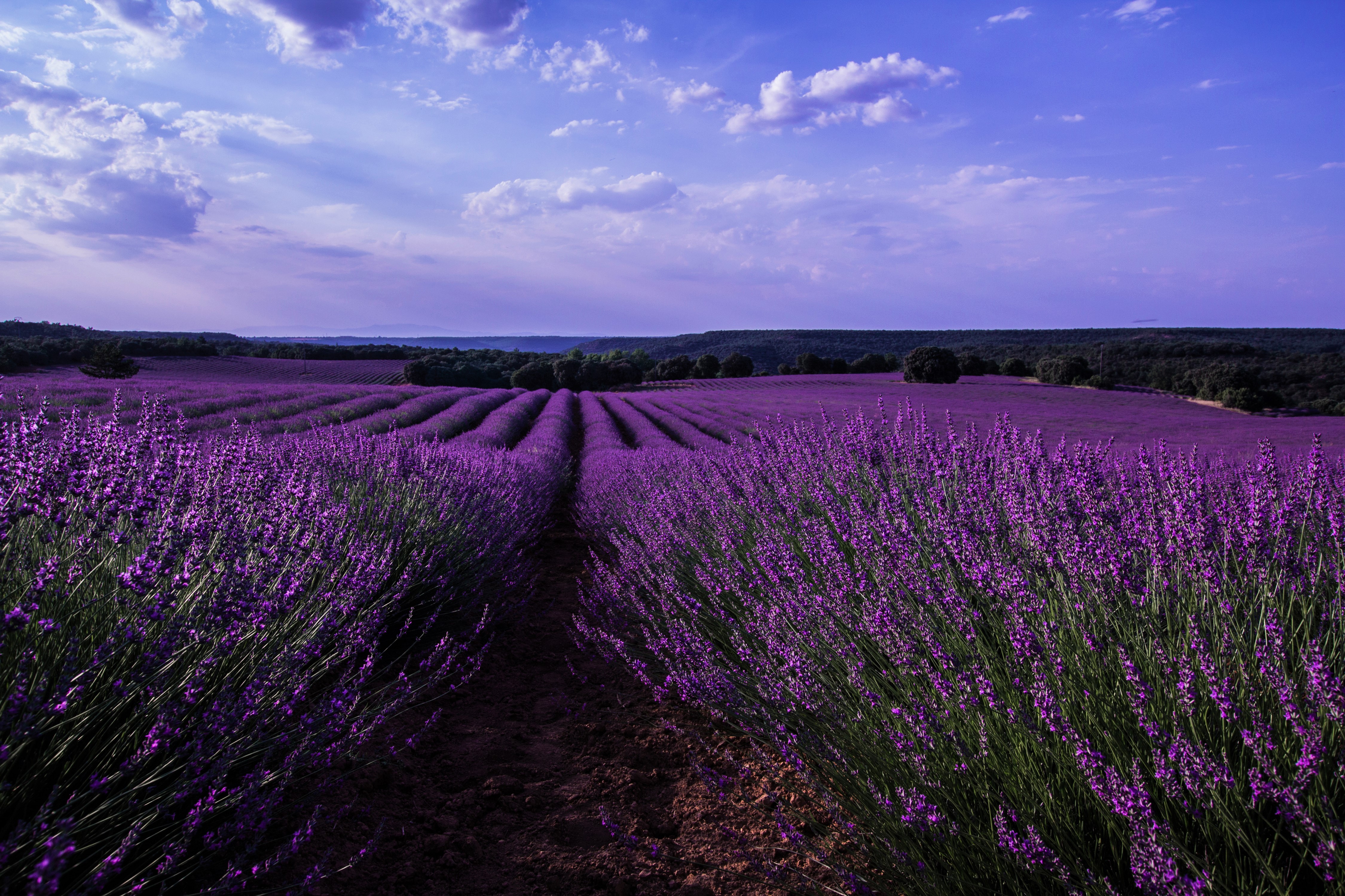 Laden Sie das Blumen, Sommer, Feld, Lavendel, Himmel, Lila Blume, Erde/natur-Bild kostenlos auf Ihren PC-Desktop herunter