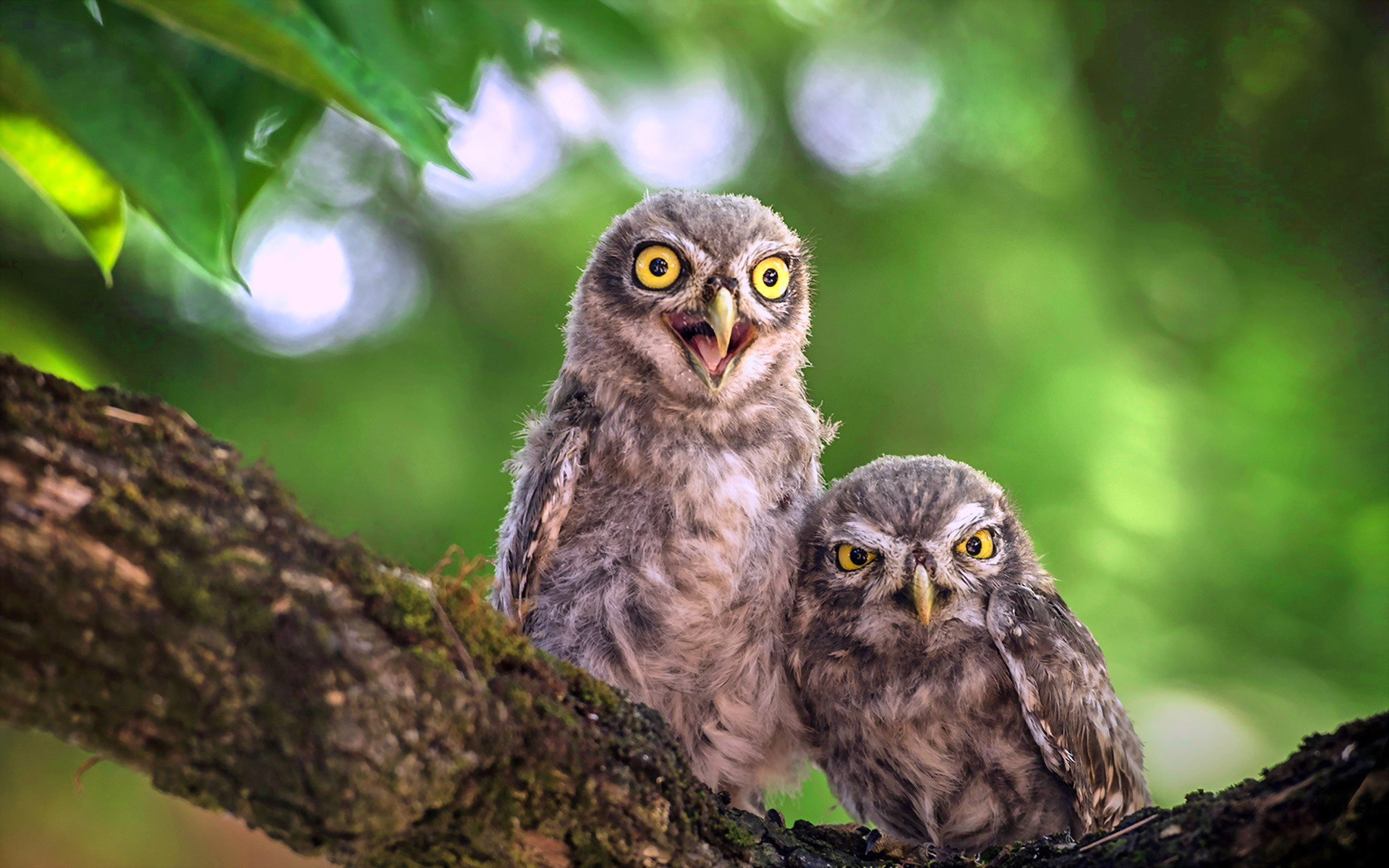 Free download wallpaper Birds, Owl, Bird, Branch, Animal on your PC desktop
