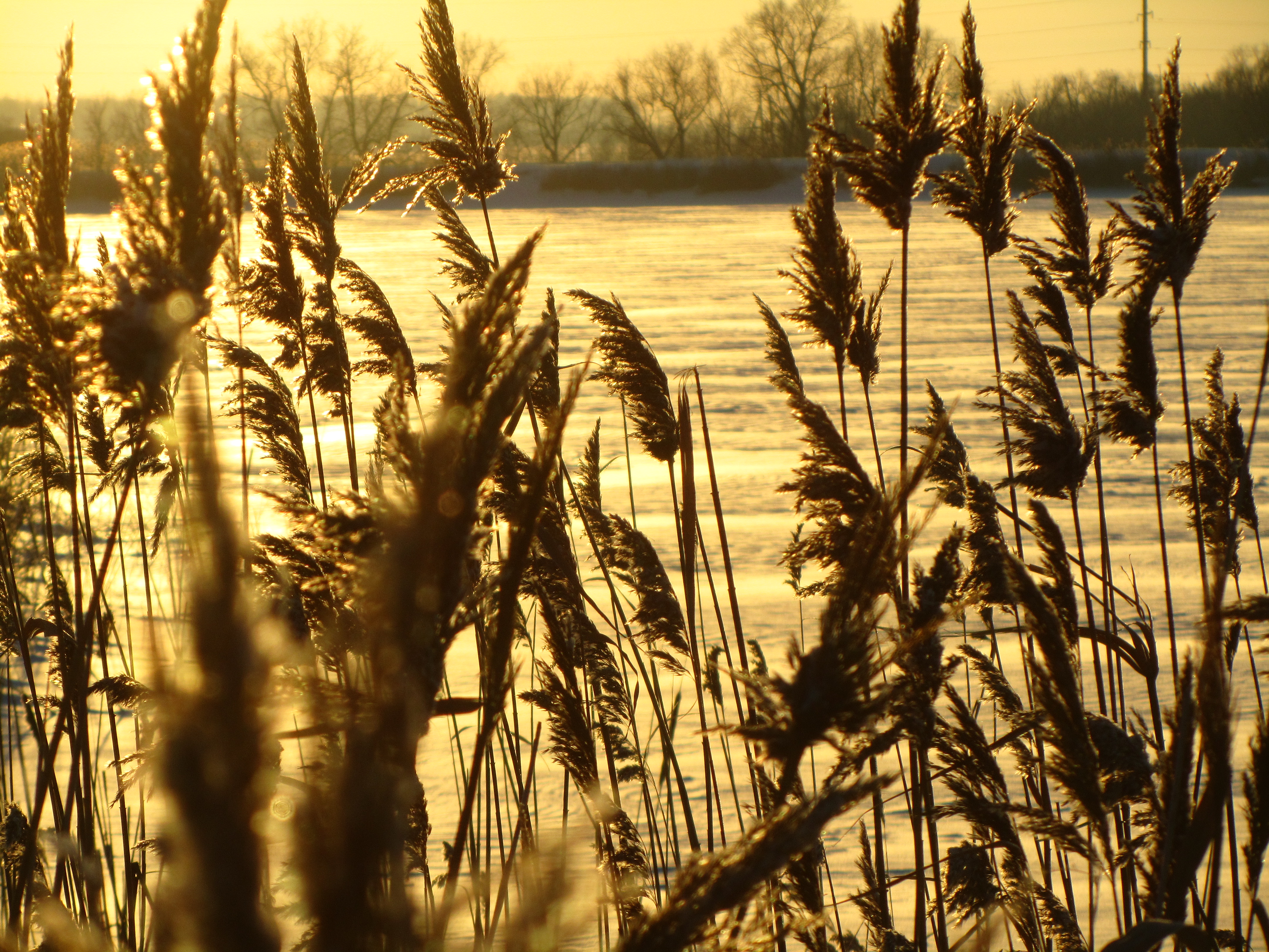 Handy-Wallpaper Erde/natur, Planze kostenlos herunterladen.