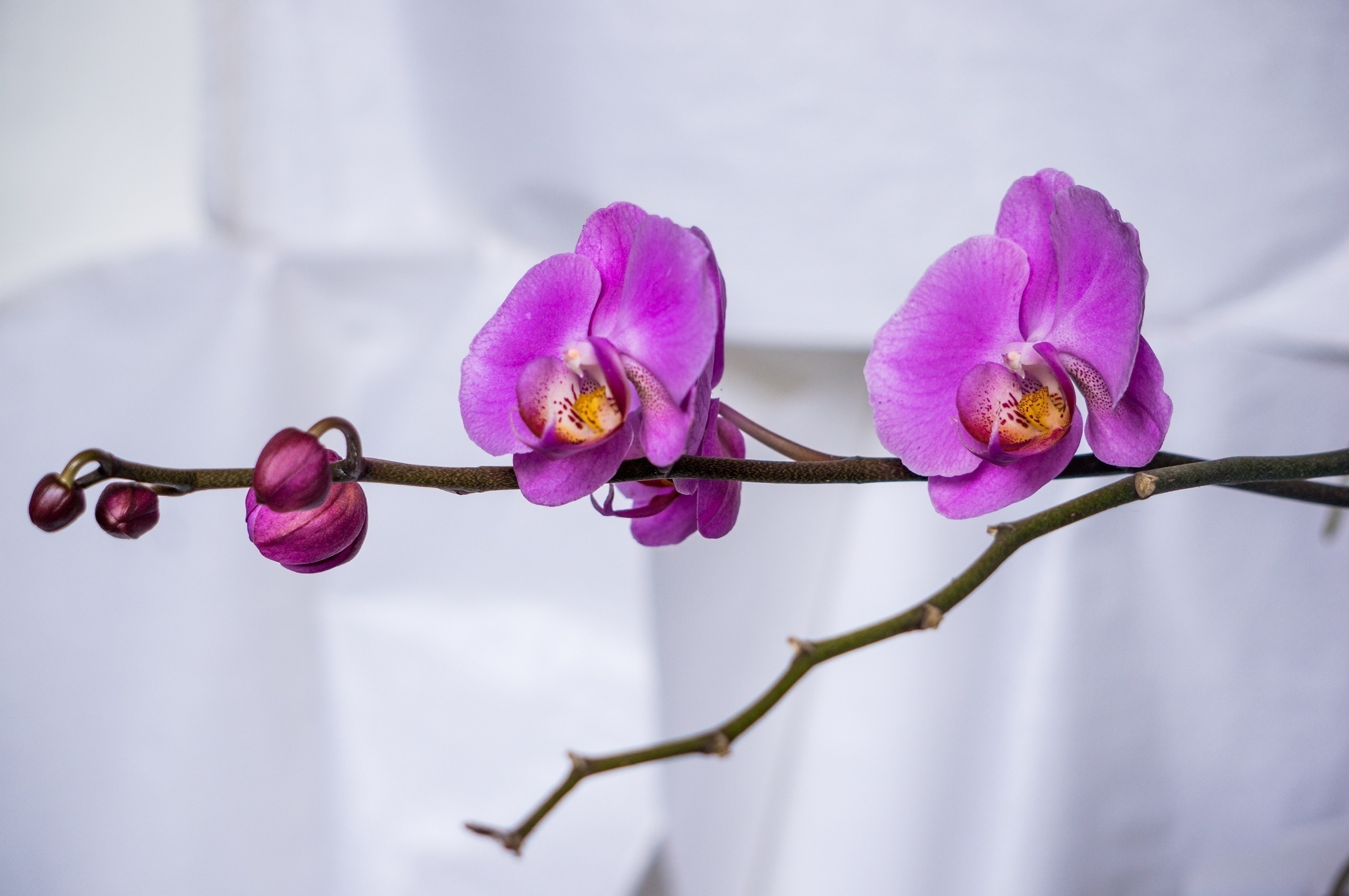 Скачать обои бесплатно Цветок, Ветка, Орхидея, Фиолетовый Цветок, Земля/природа, Флауэрсы картинка на рабочий стол ПК