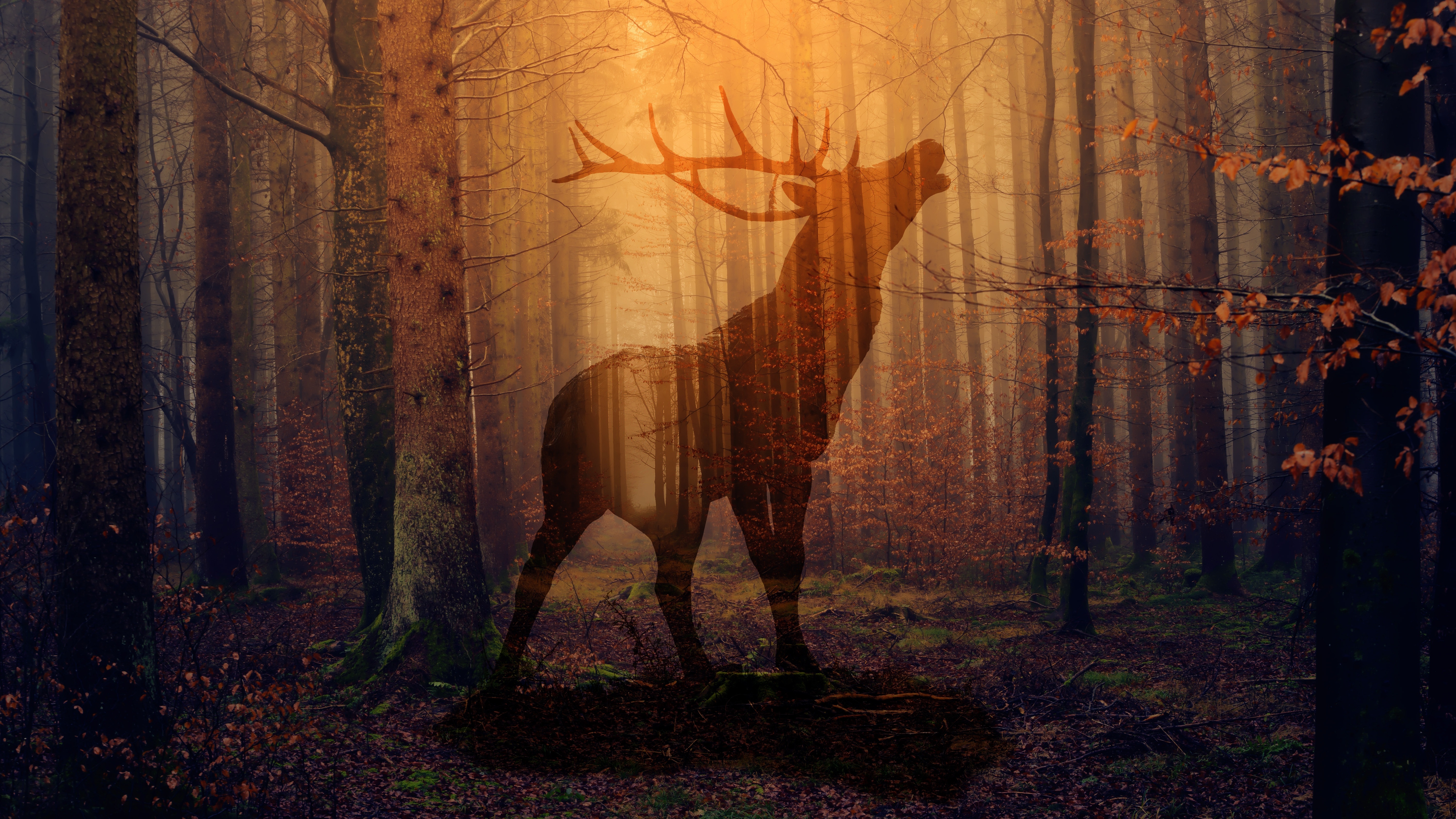 deer, silhouette, nature, autumn, forest, fog