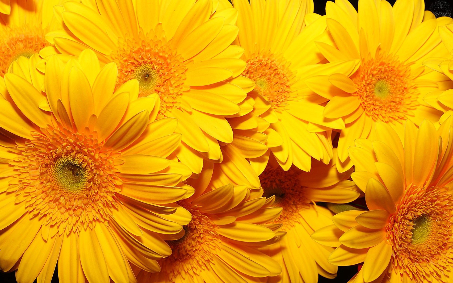 Download mobile wallpaper Macro, Bouquet, Flowers, Bright for free.